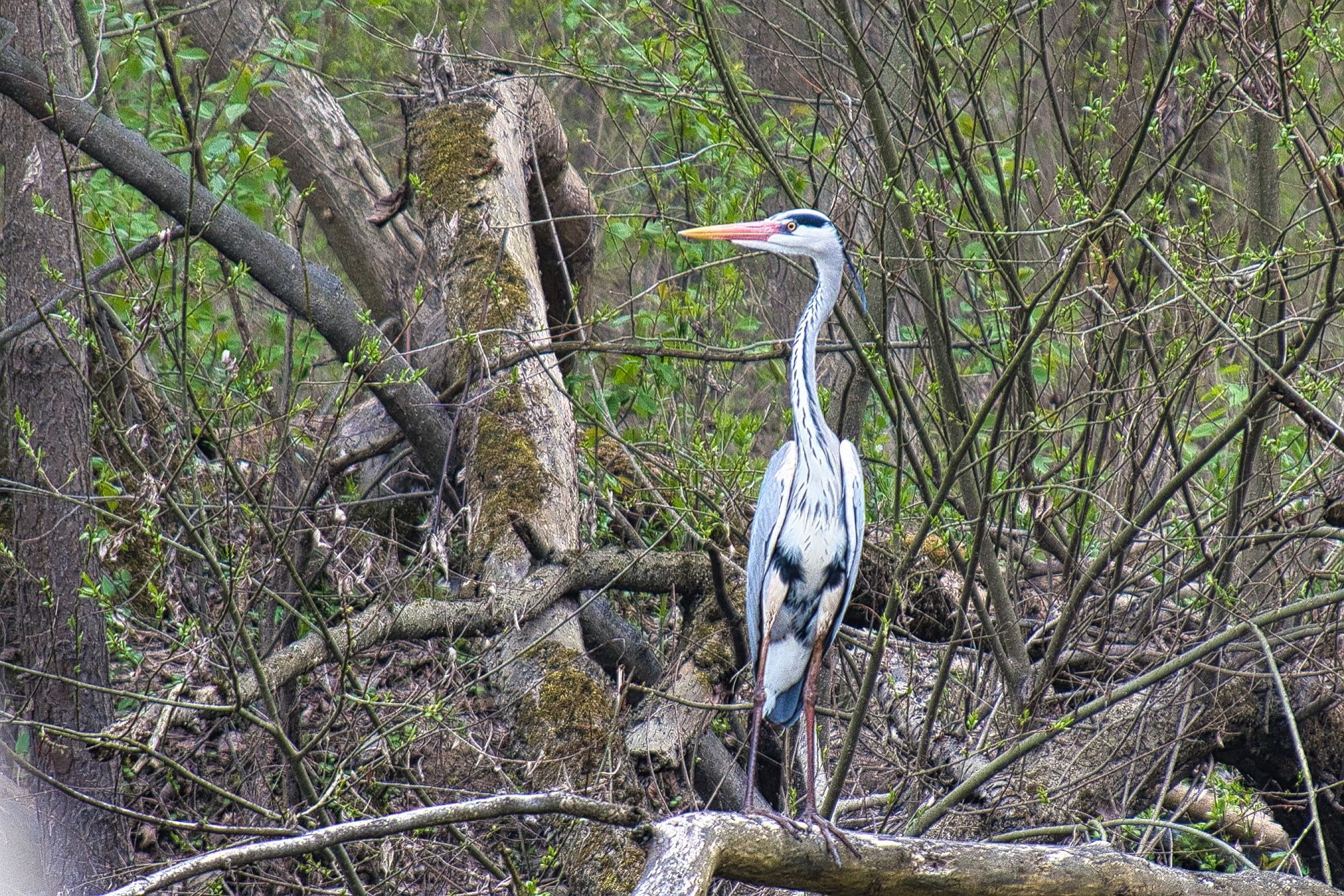 DSC_0227.jpg