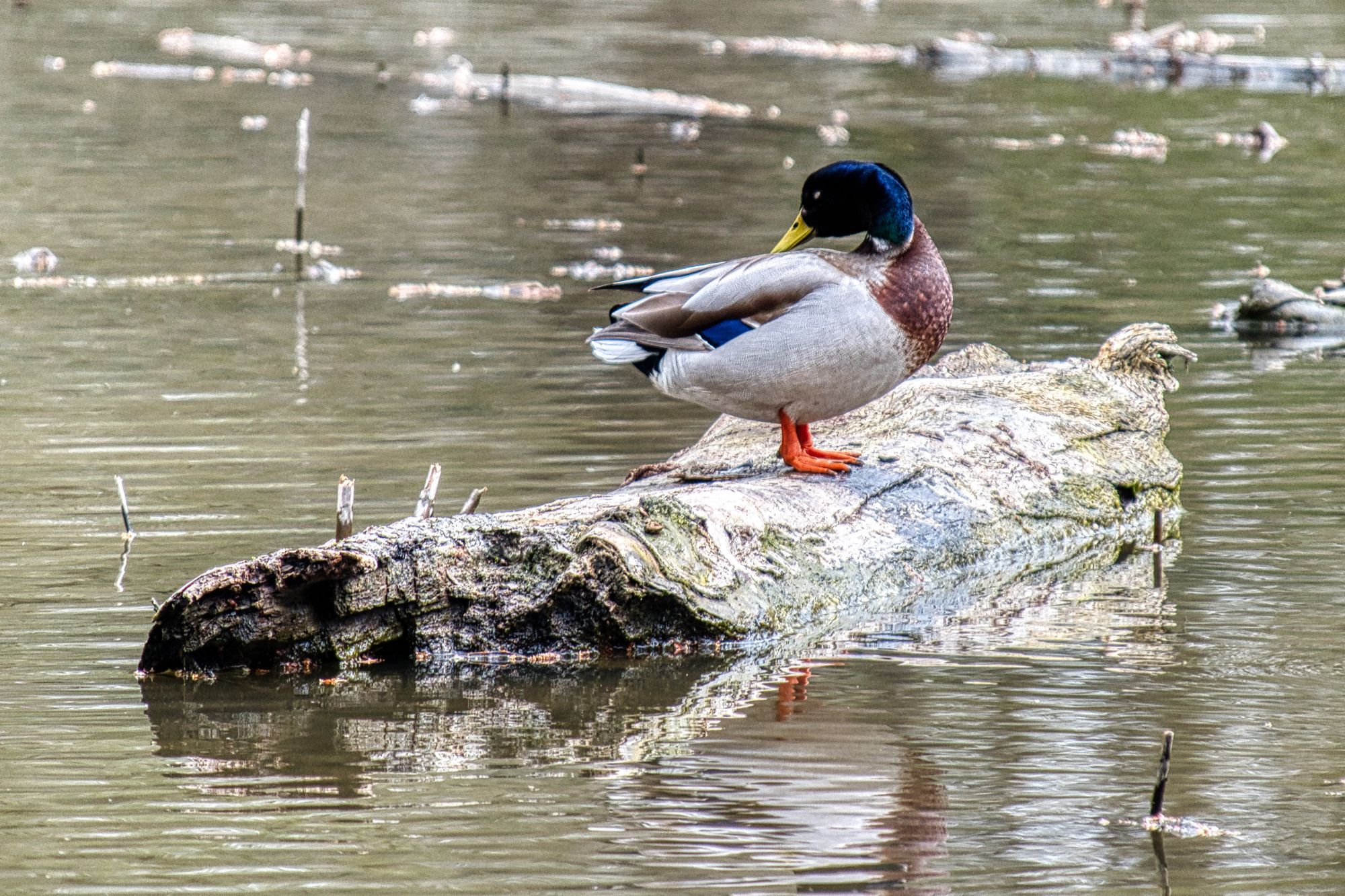 DSC_0235_hdr.jpg