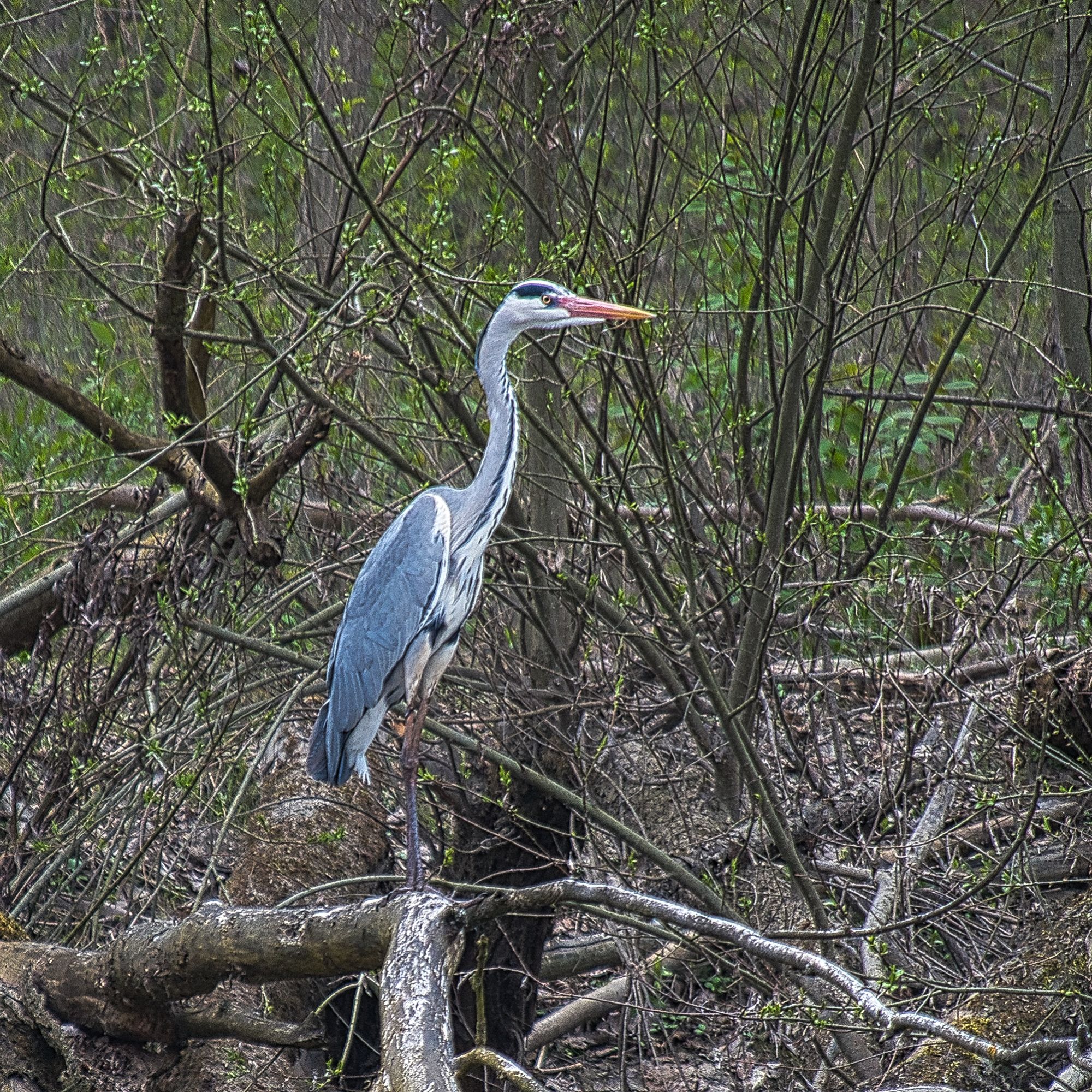 DSC_0232.jpg