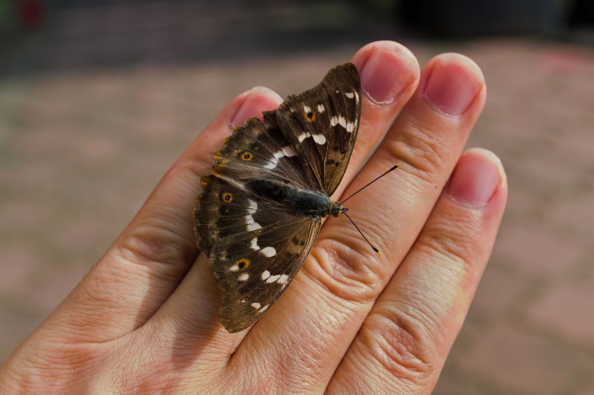 motyl.jpg