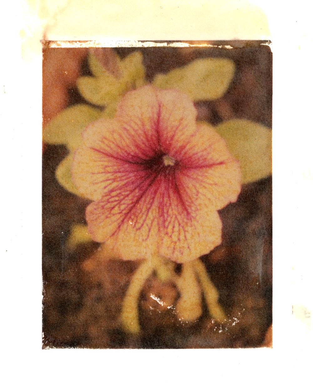 flower_fuji_imtran001_web.jpg