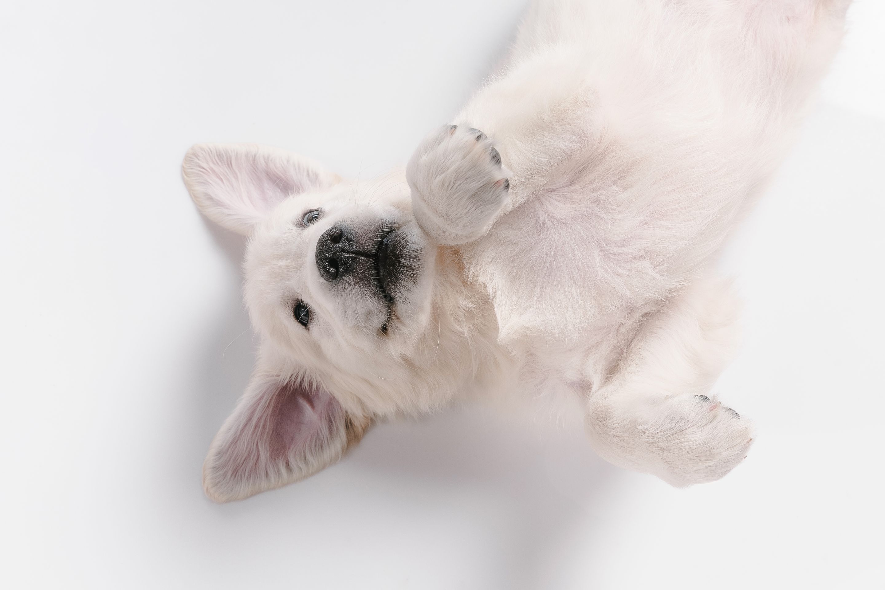 studio-shot-english-cream-golden-retriever-isolated-white-surface.jpg