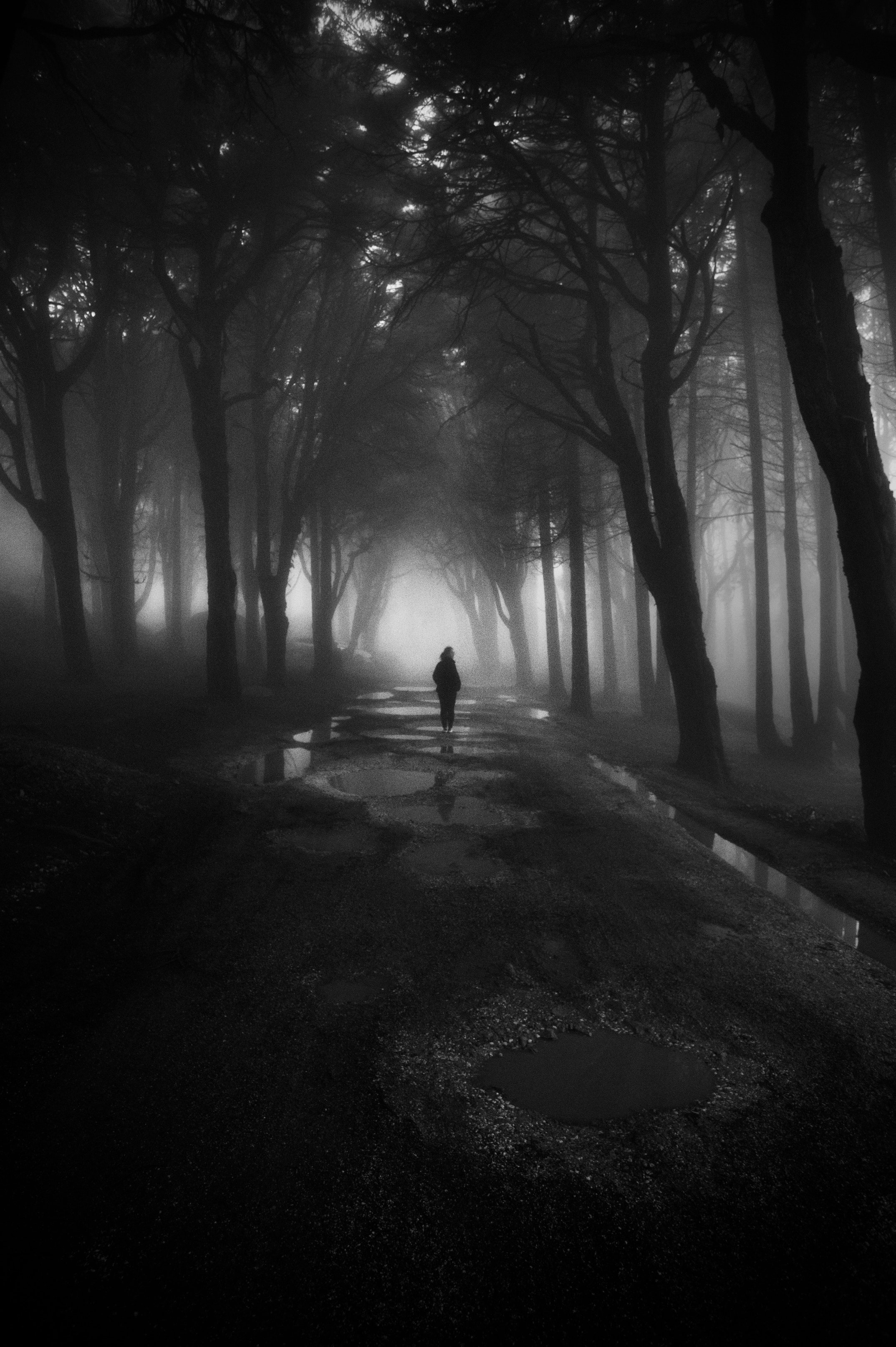 greyscalephotographyofpersonwalkingbetweentrees3304855.jpg