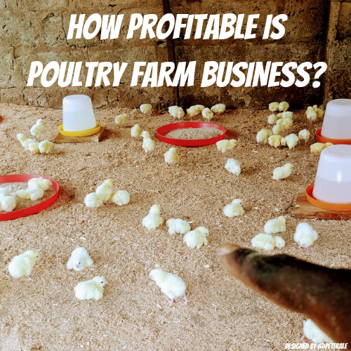 @peterale/how-profitable-is-poultry-farm-business