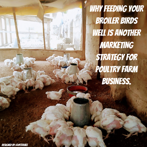 @peterale/why-feeding-your-broiler-birds-well-is-another-marketing-strategy-for-poultry-farm-business
