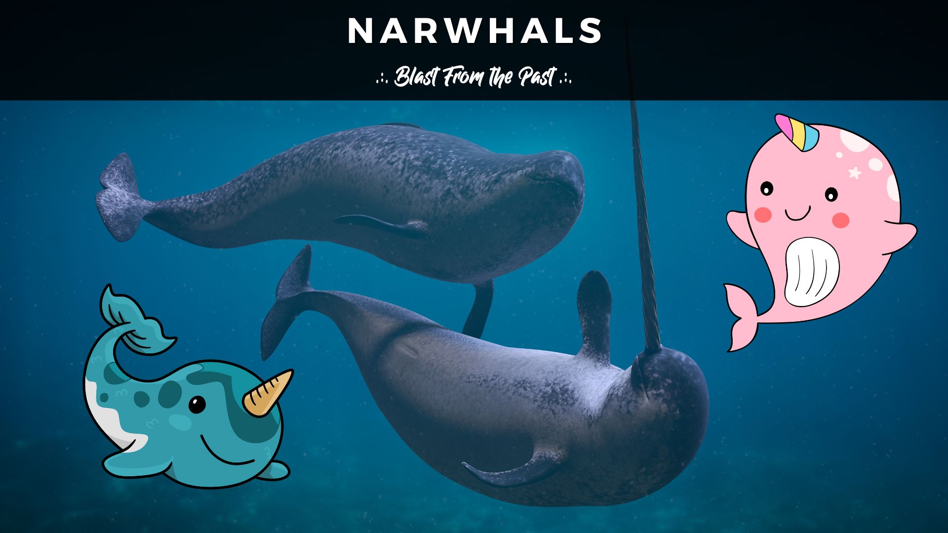 Narwhals.jpg
