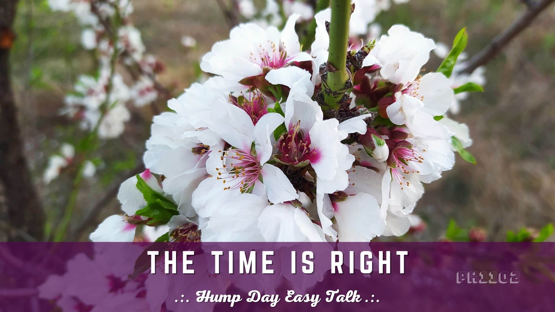 The Time is Right  Hump Day Easy Talk.jpg