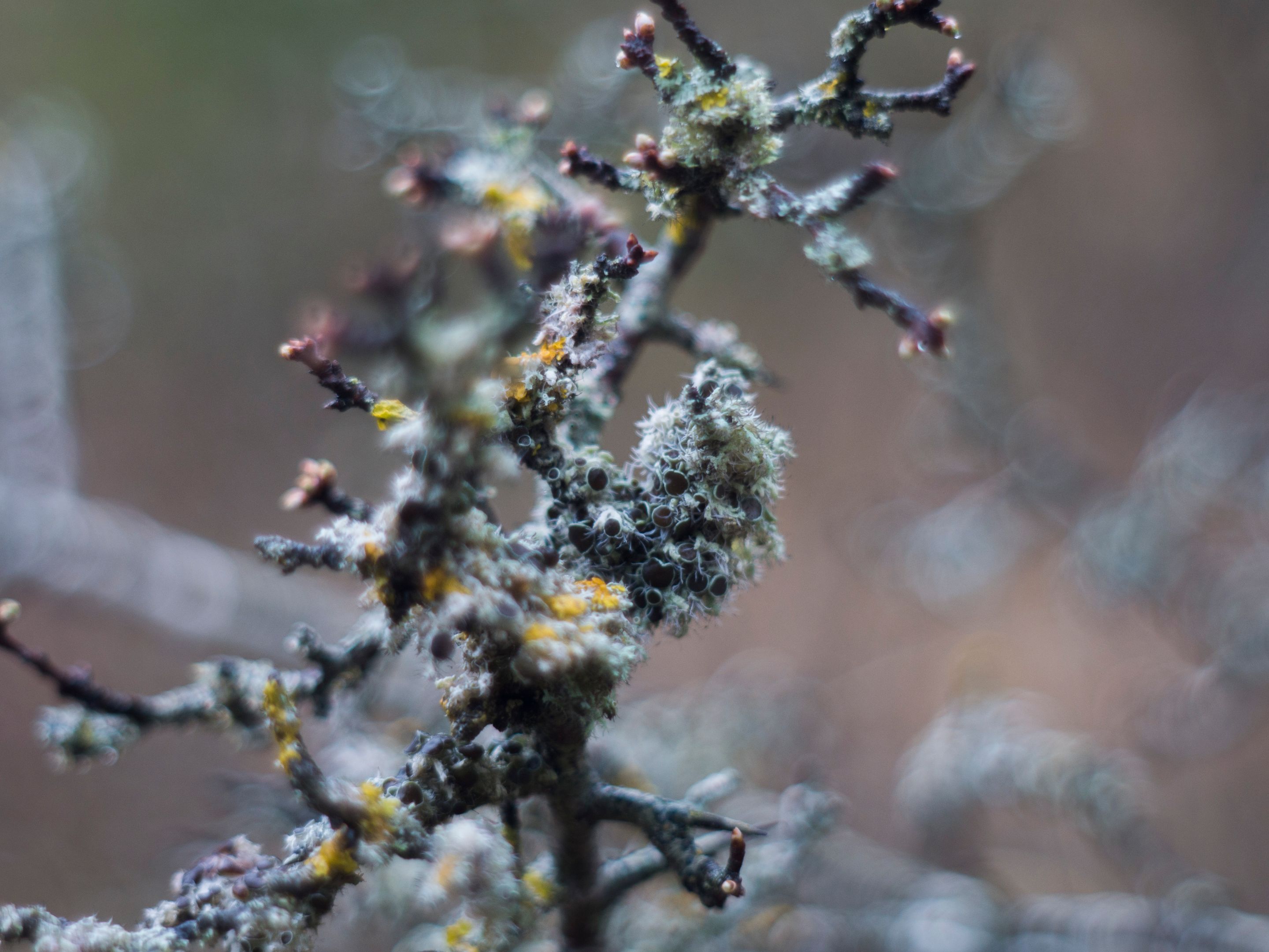 P1120247-1.jpg