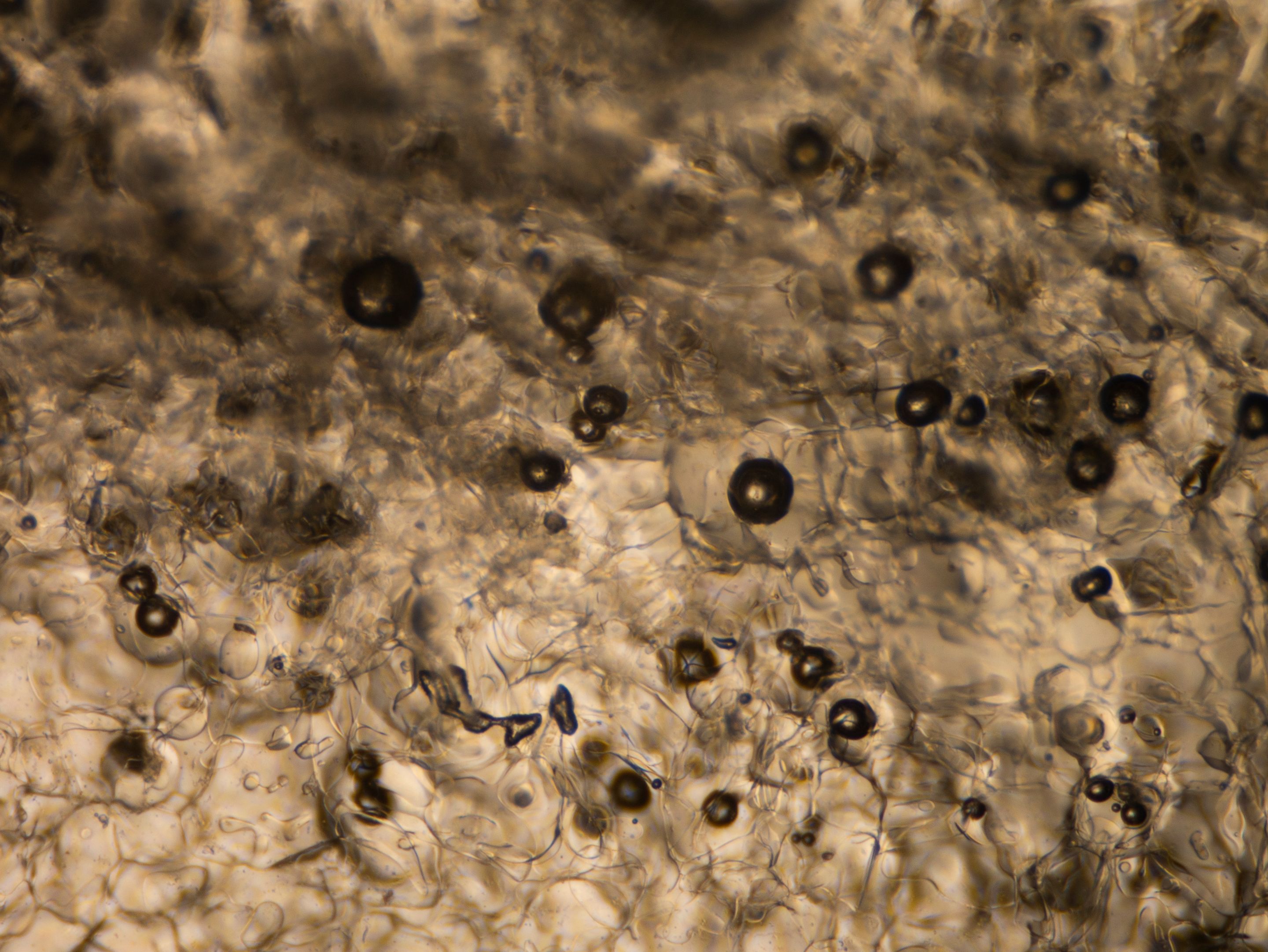 P1140397-1.jpg