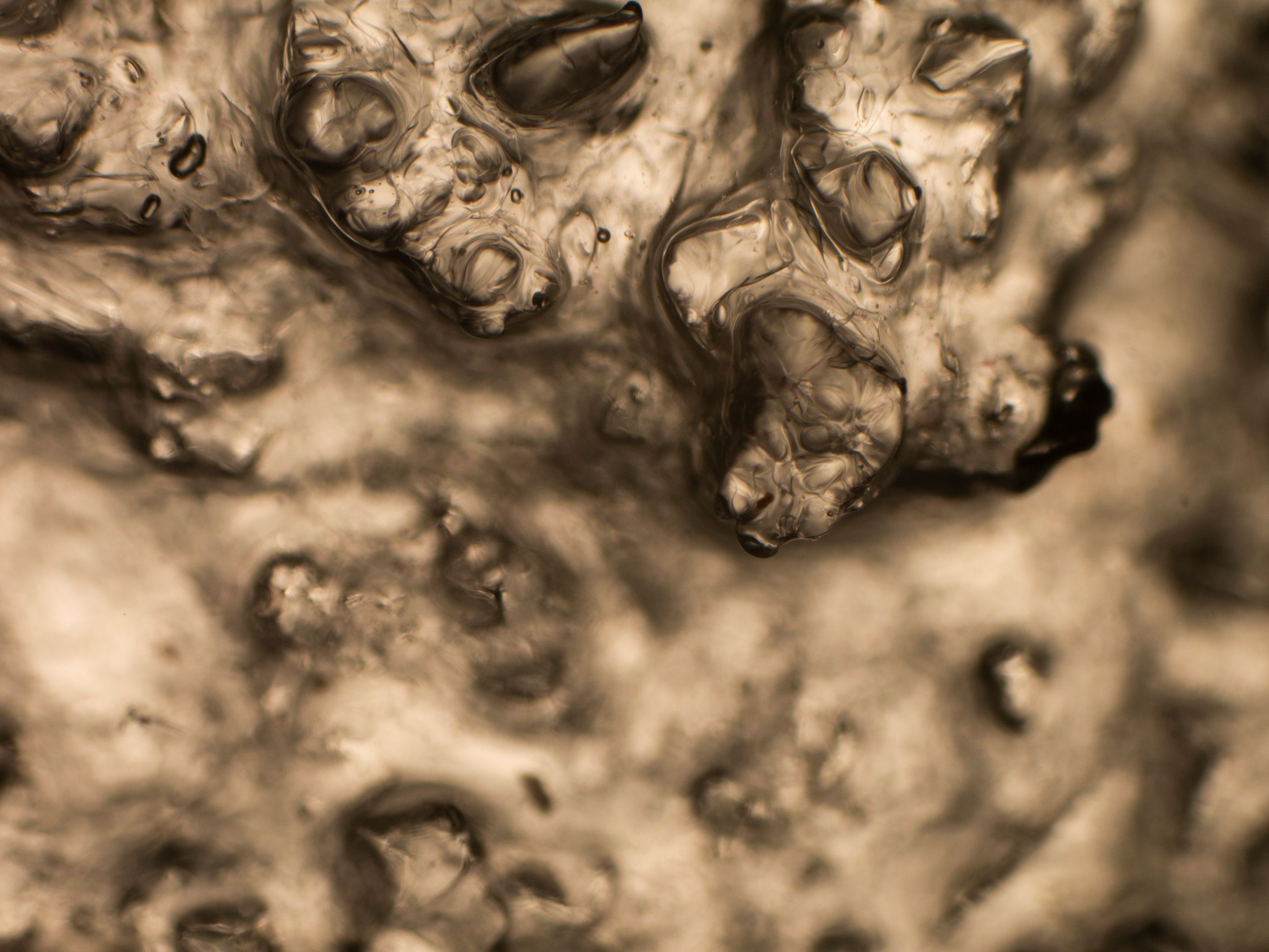 P1140387-1.jpg