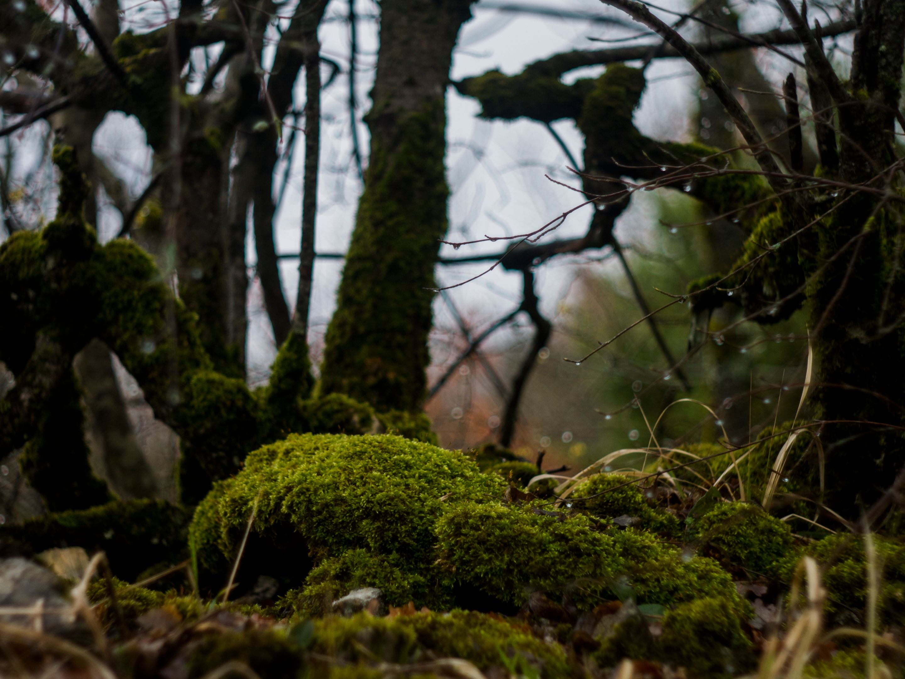 P1120214-1.jpg