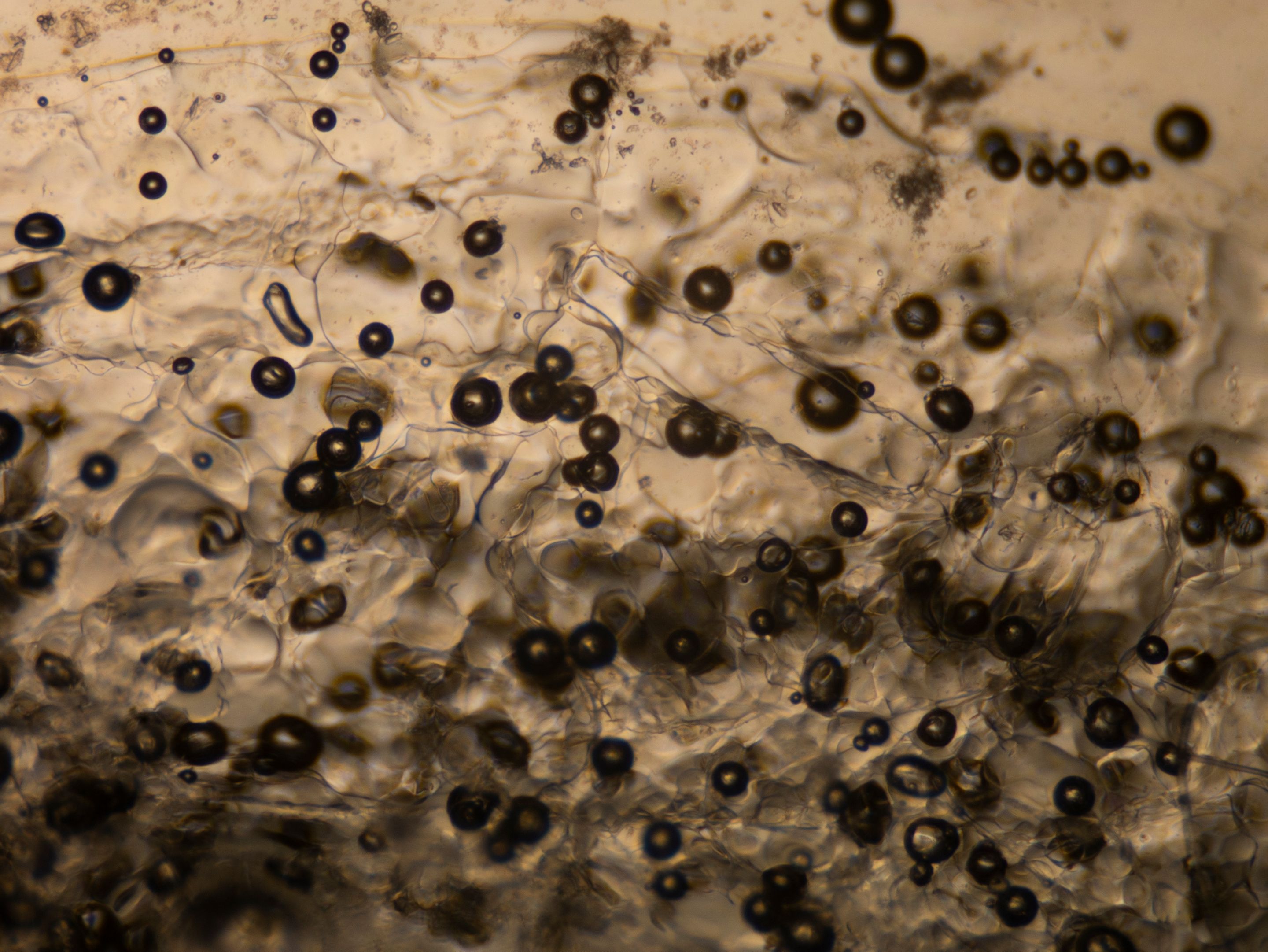 P1140398-1.jpg