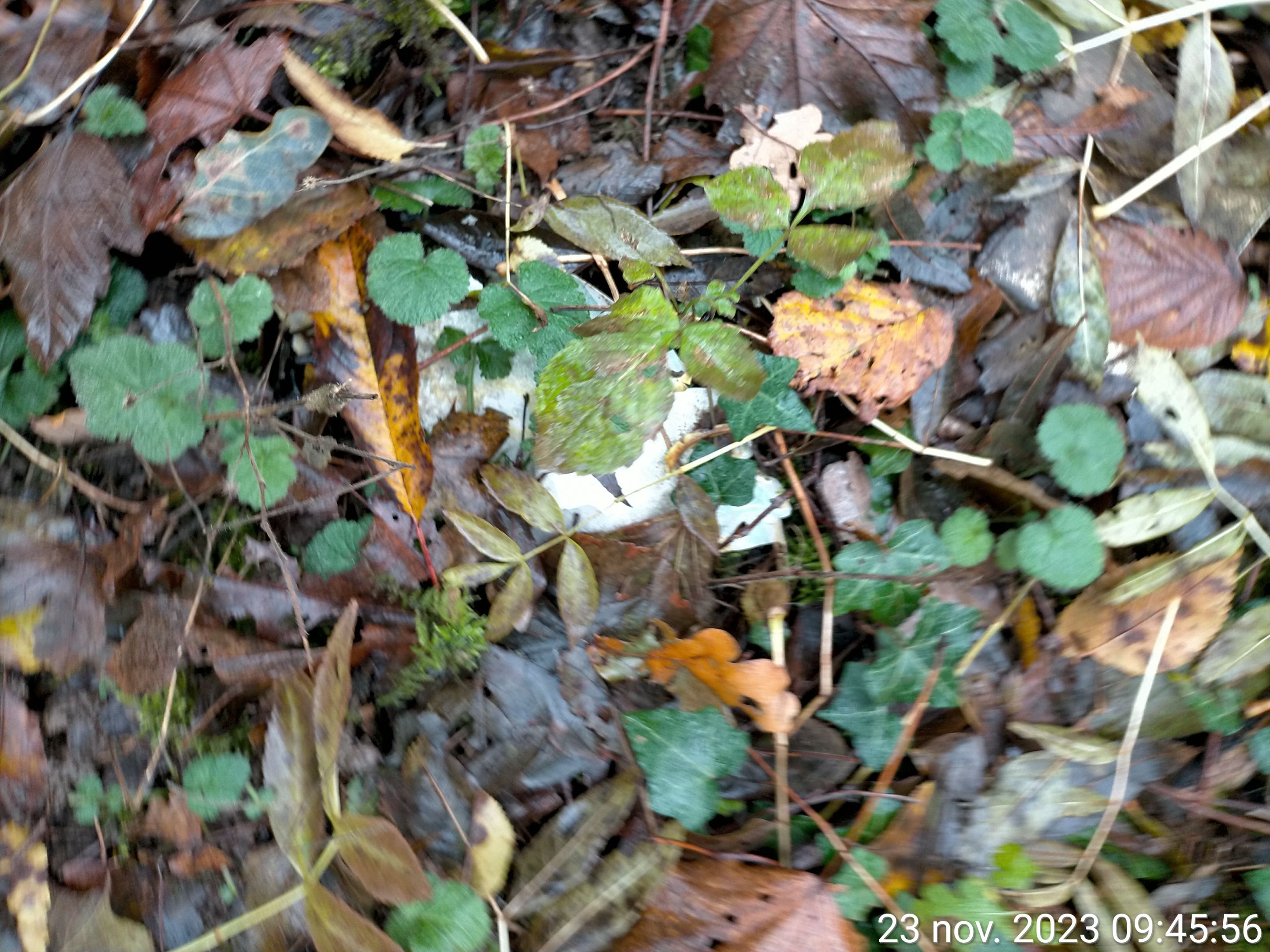 TimePhoto_20231123_094556.jpg