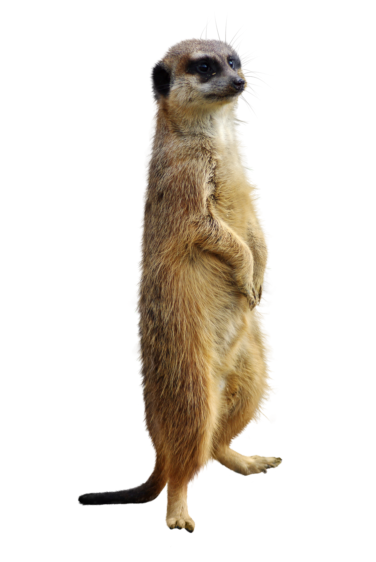meerkat-4907292_1920.png