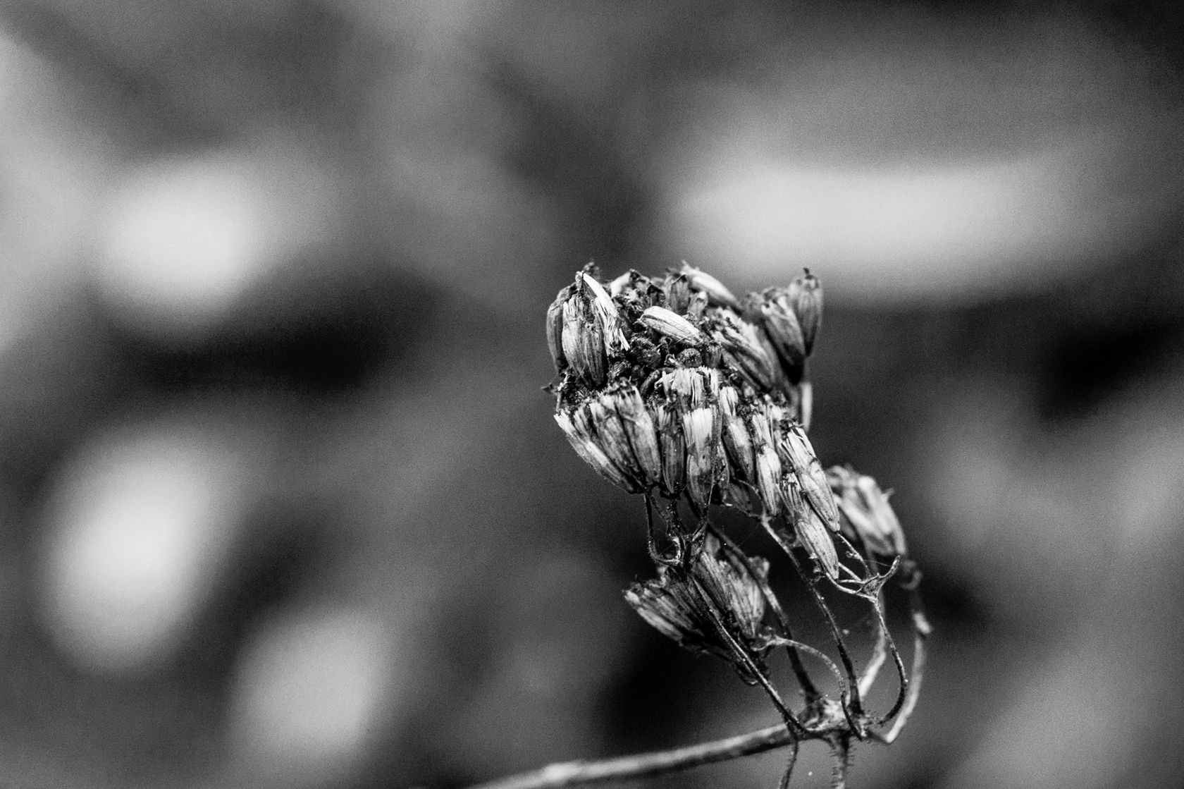 DSC03308-1-2.jpg