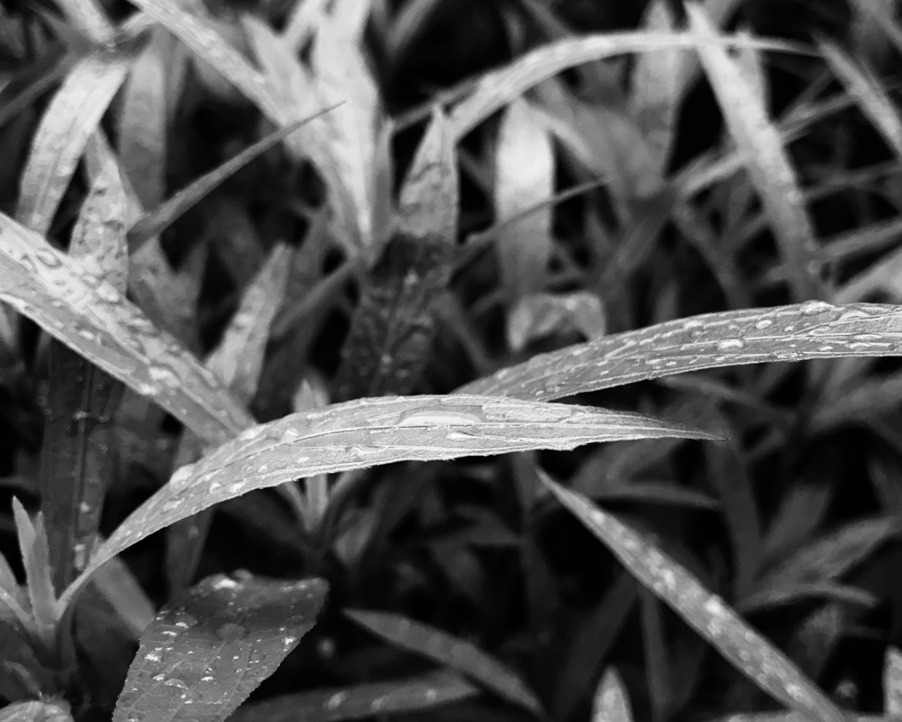6320DB90-8845-41A2-A897-E22CF07CE1E5.jpeg