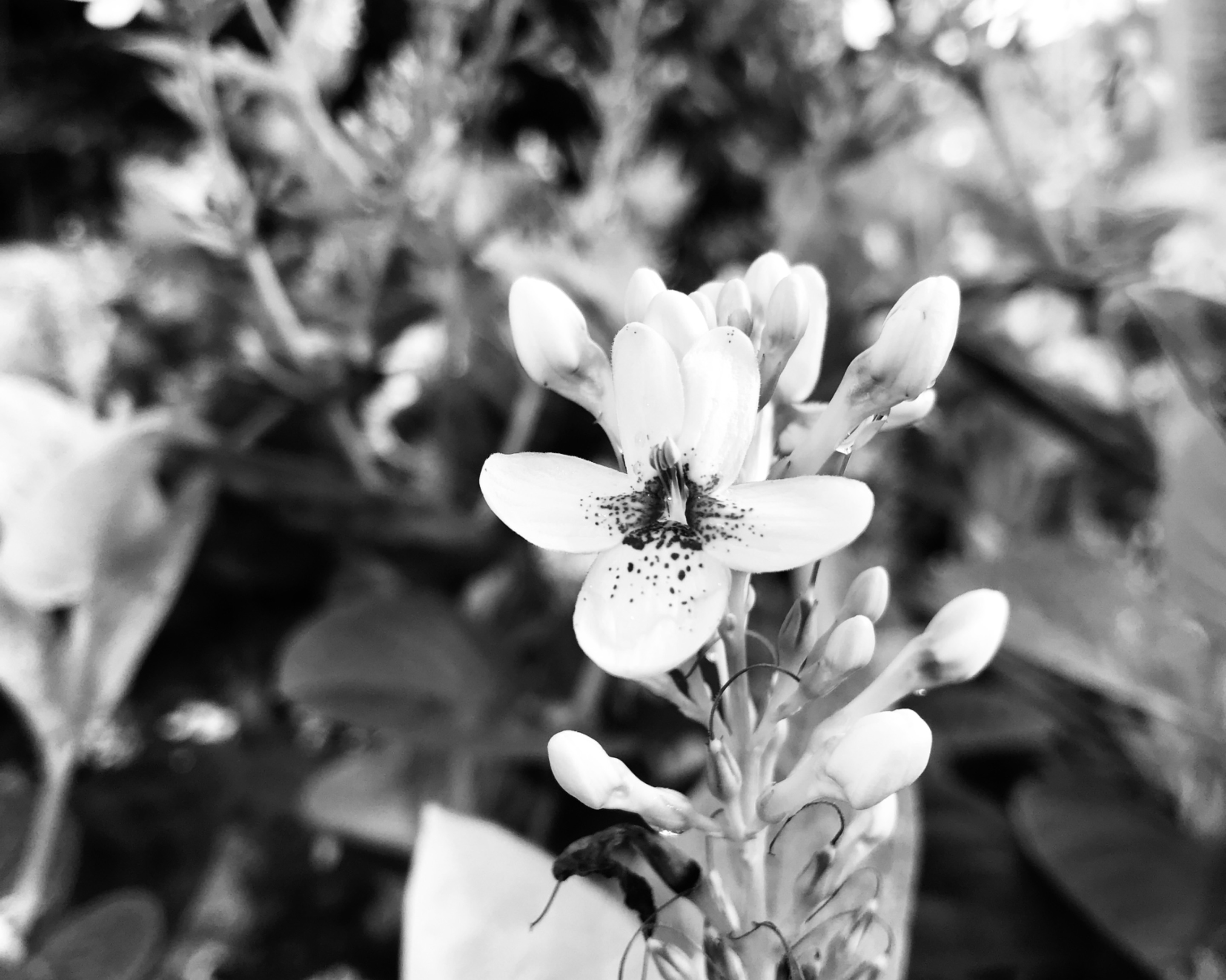 0E64DE2E-891B-422B-B786-261B1D34A937.jpeg