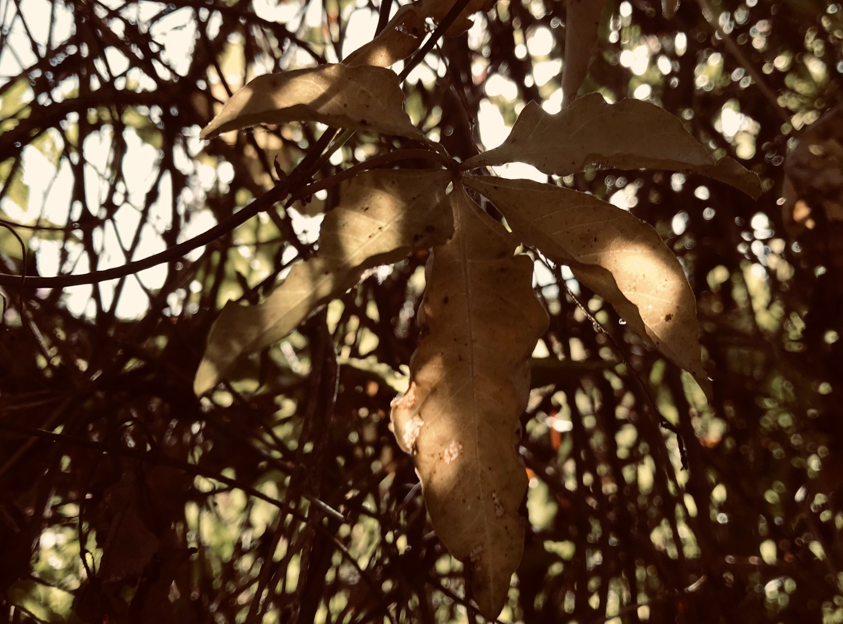 image_50761217.JPG