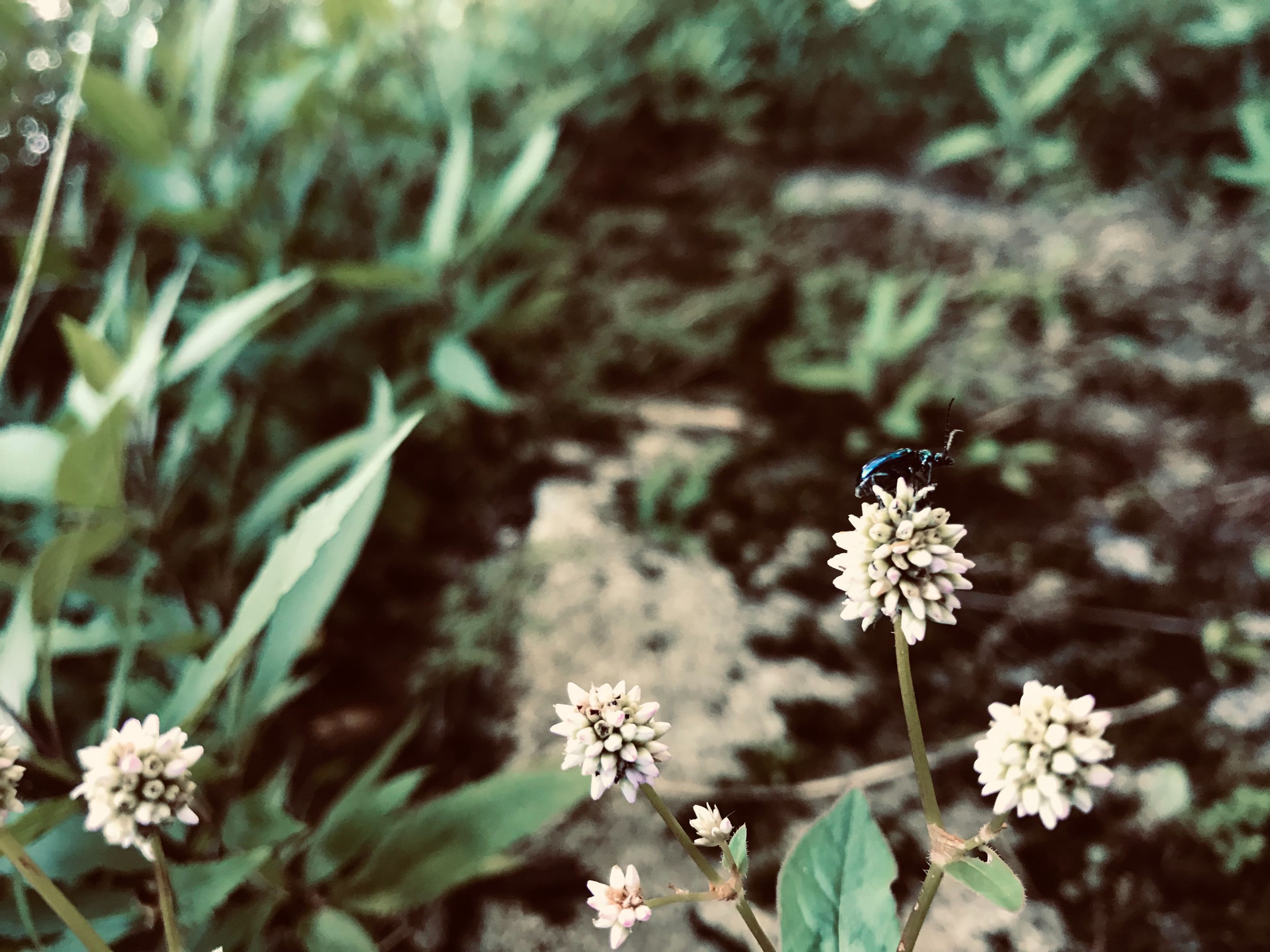 image_50433281.JPG