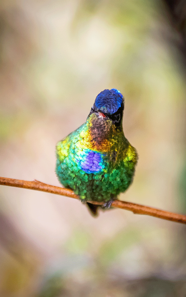 iridiscencia.gif