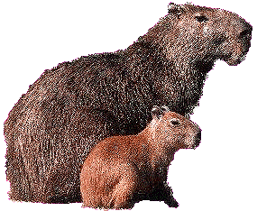 capibara2b.gif