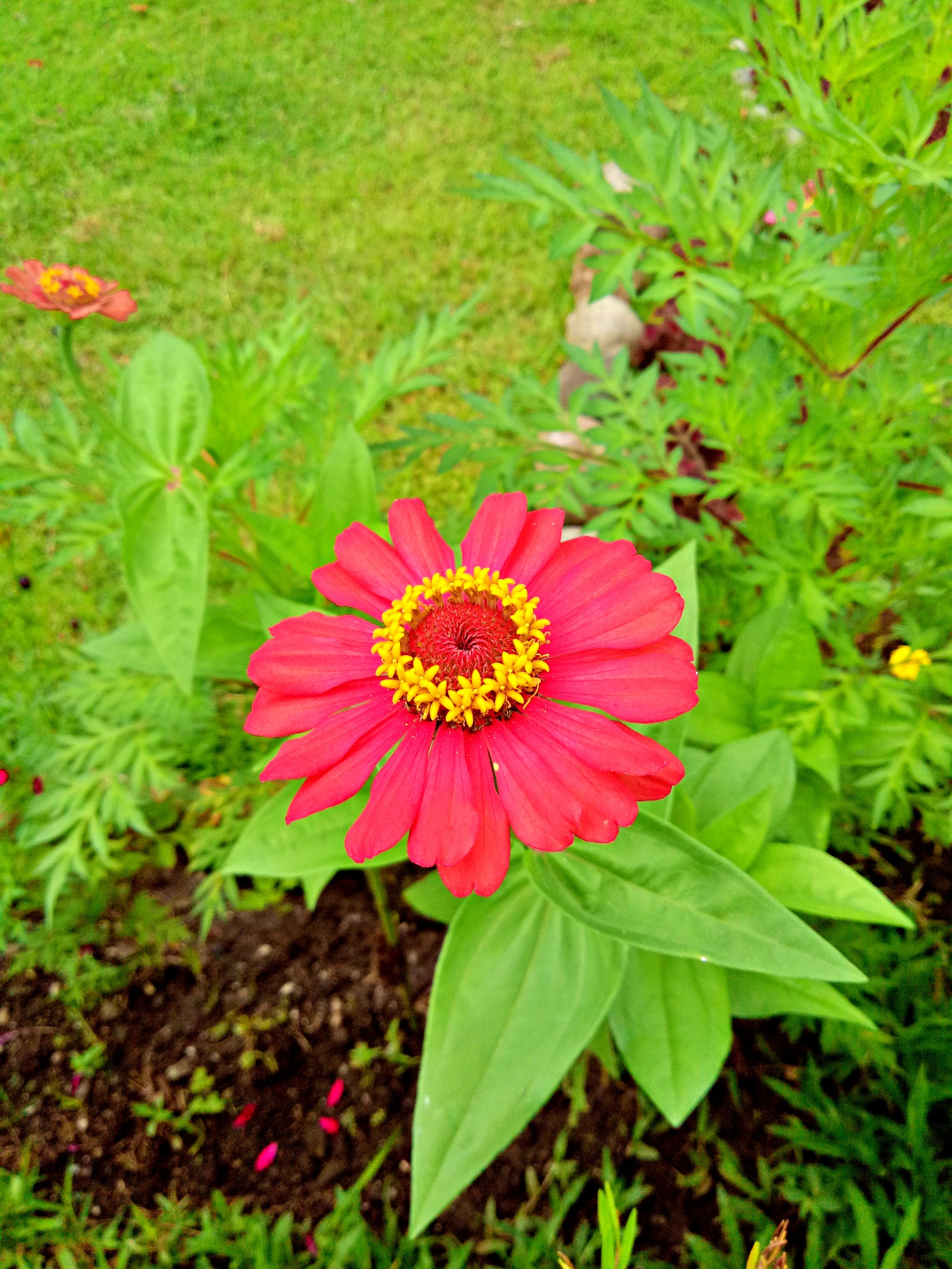 flower2.jpg