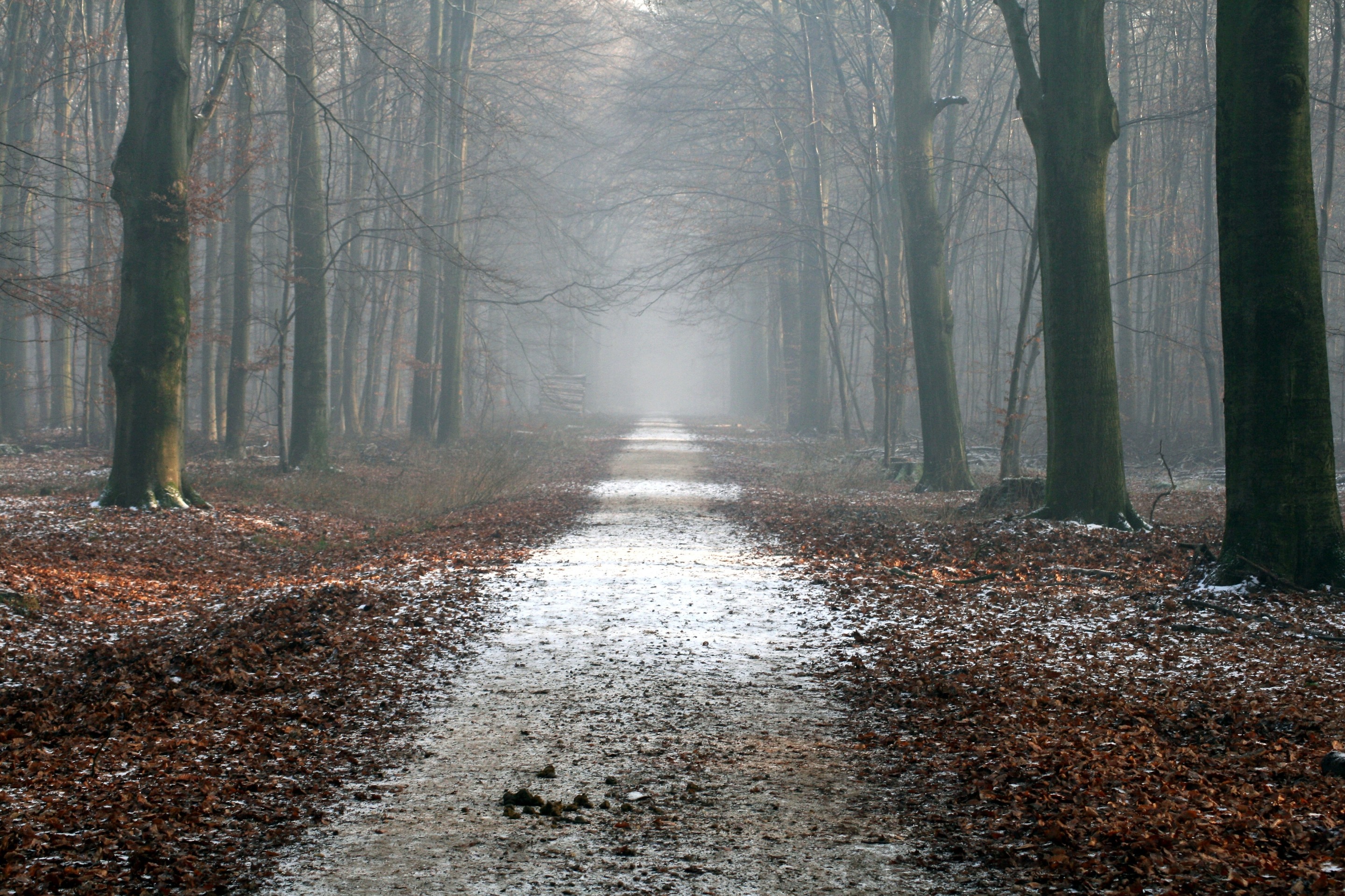 path.jpg