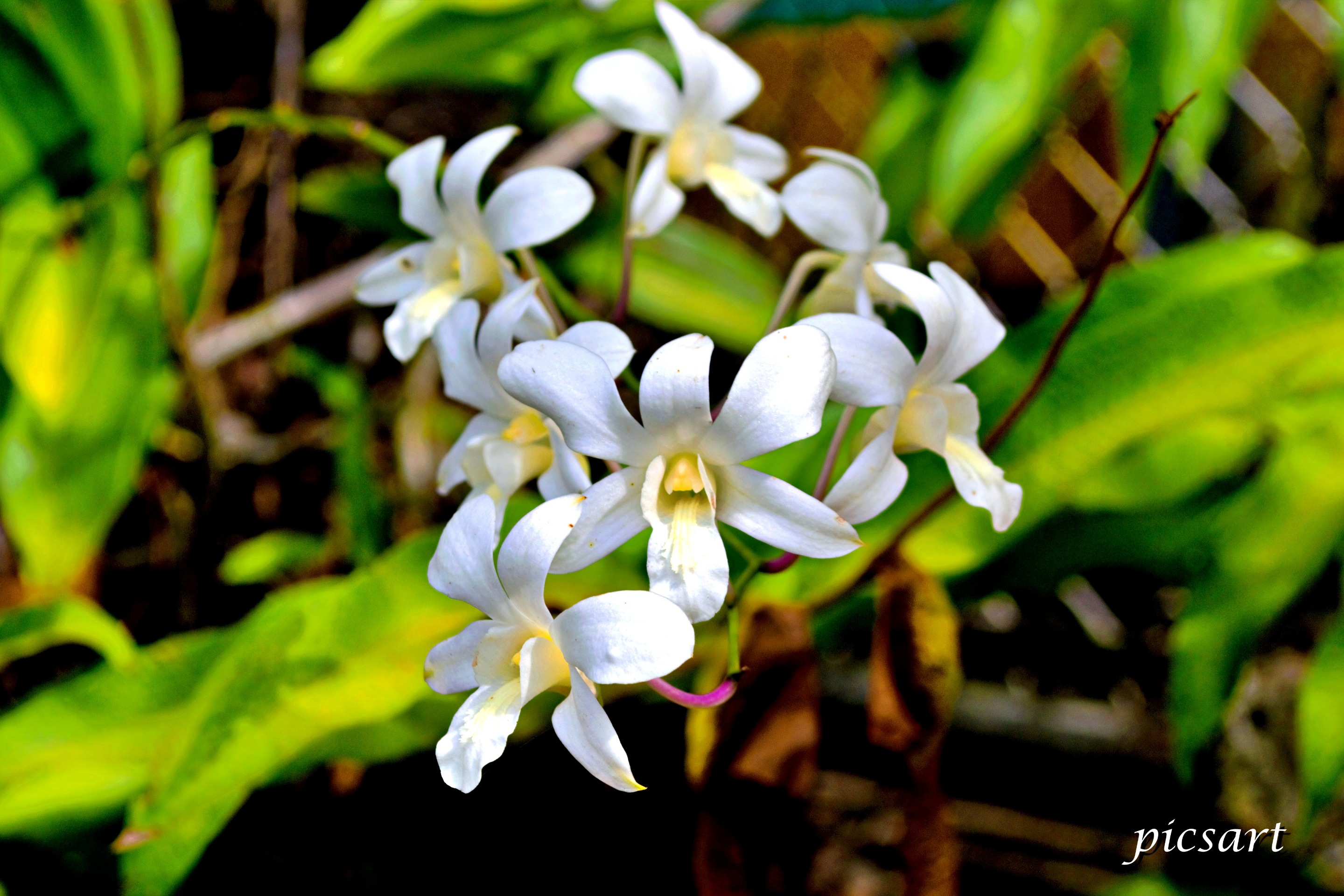 Orchid1.jpg