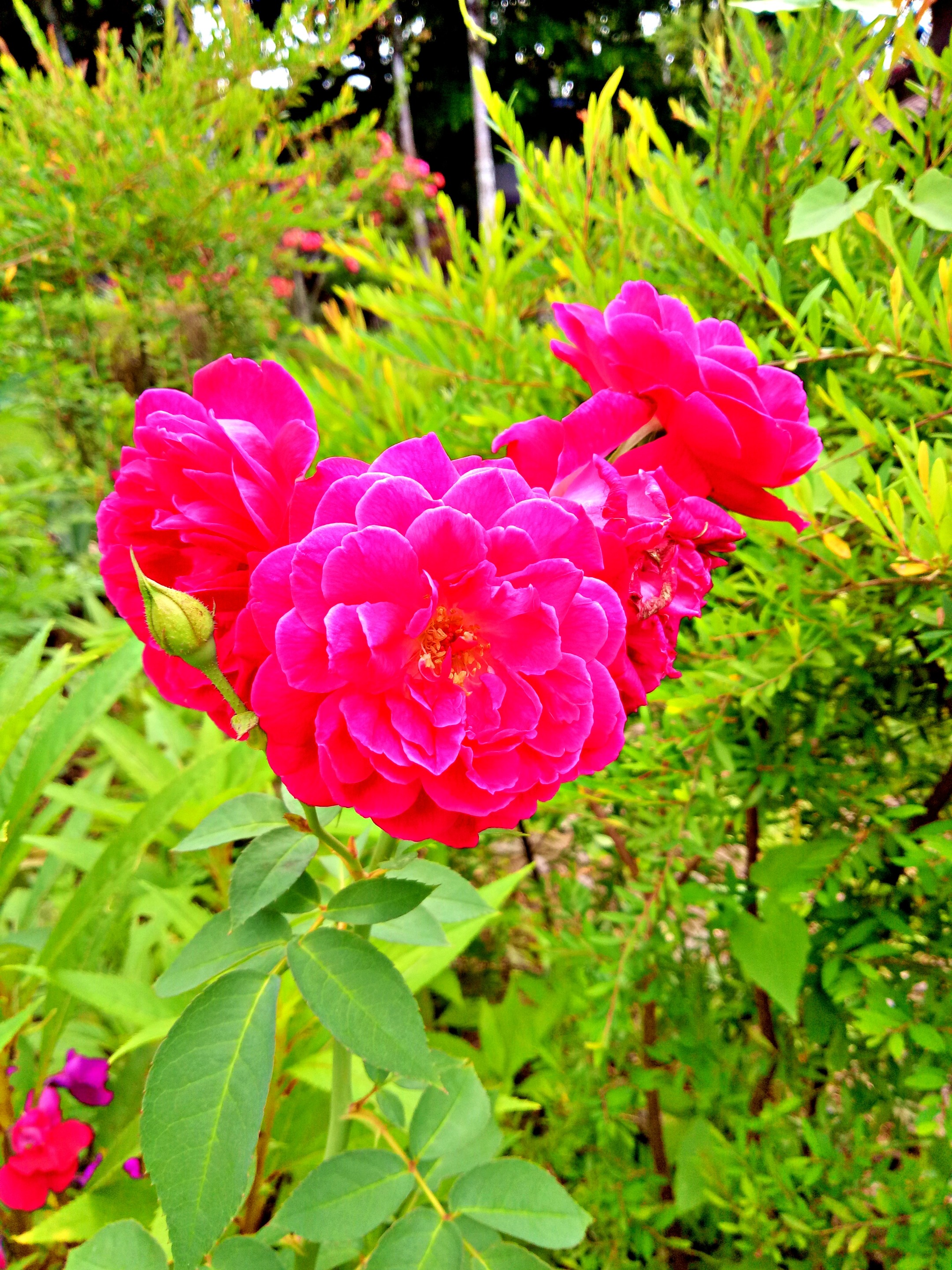 flower3.jpg