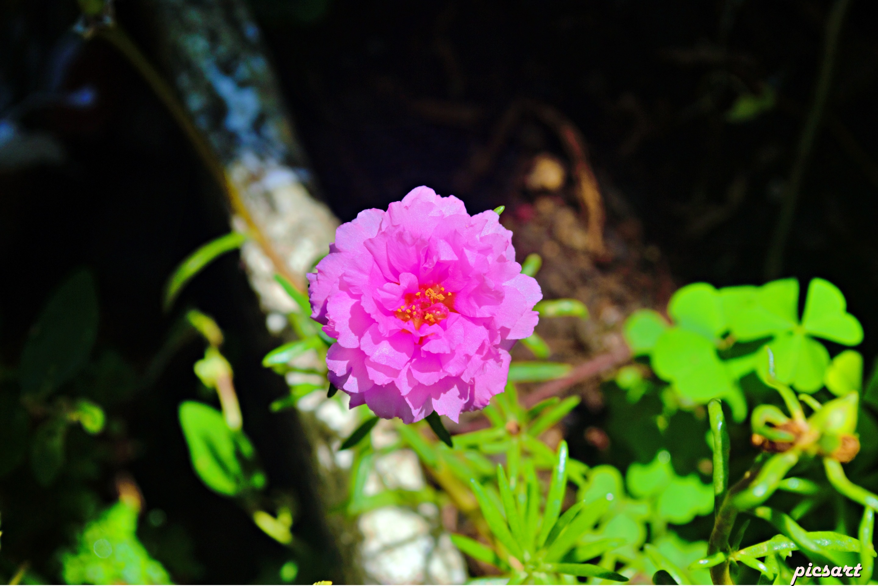 10flower2.jpg