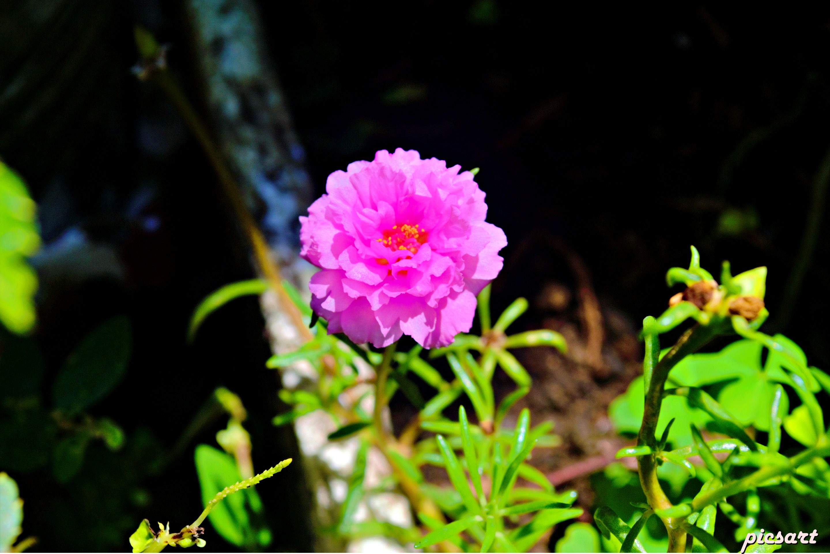 10flower3.jpg