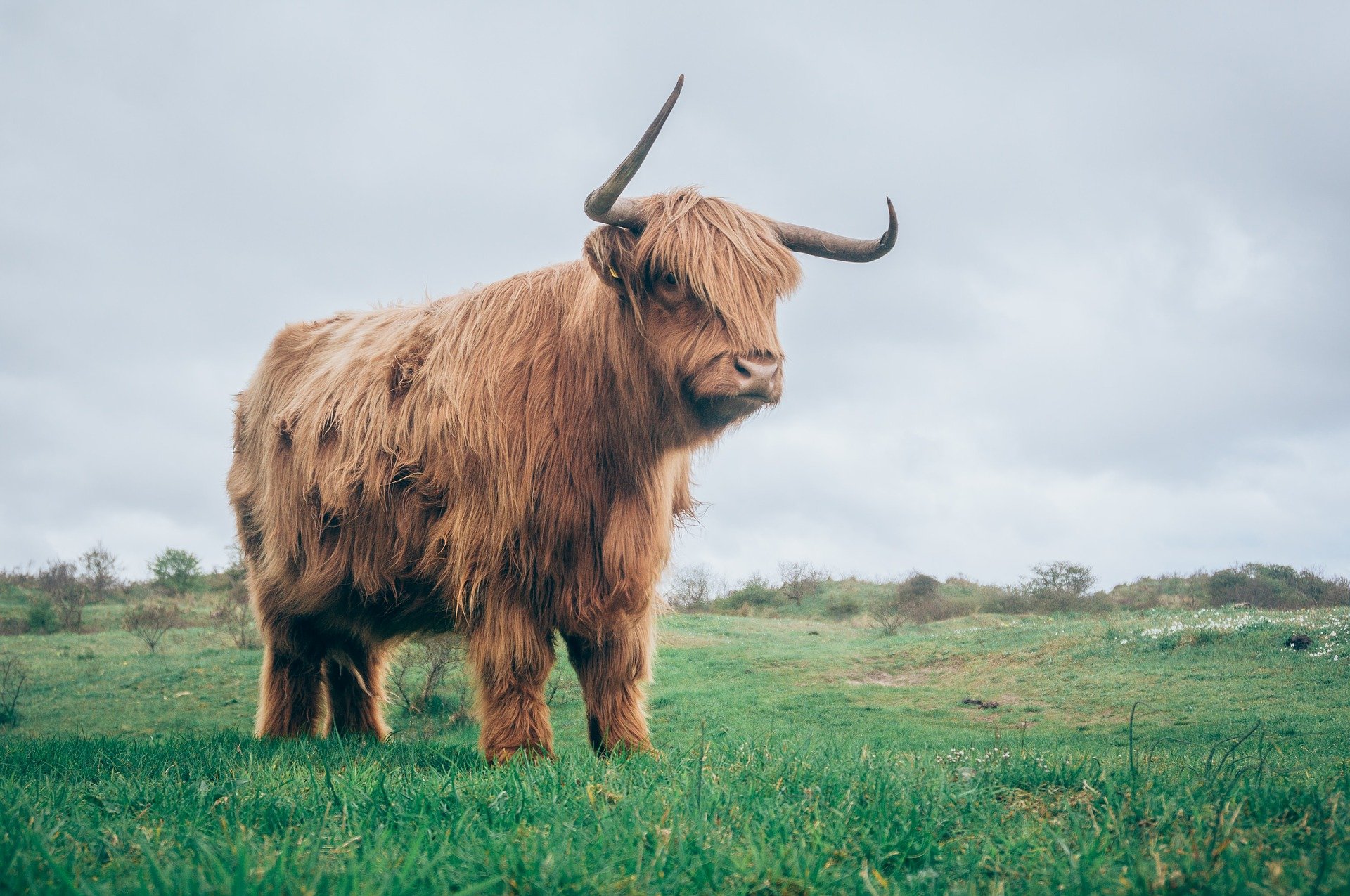 highland-cattle-1850904_1920.jpg