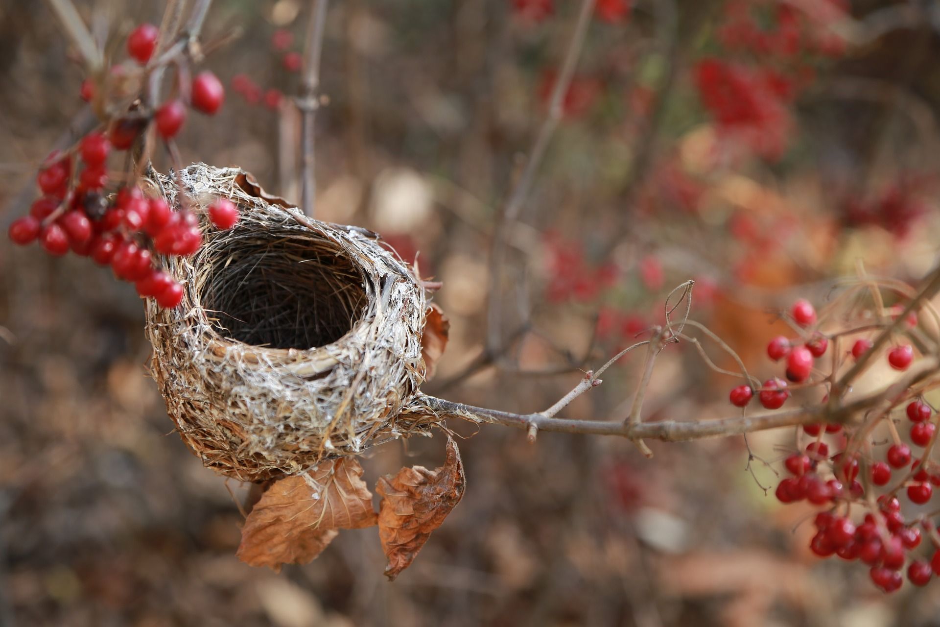the-birds-nest-3826363_1920.jpg
