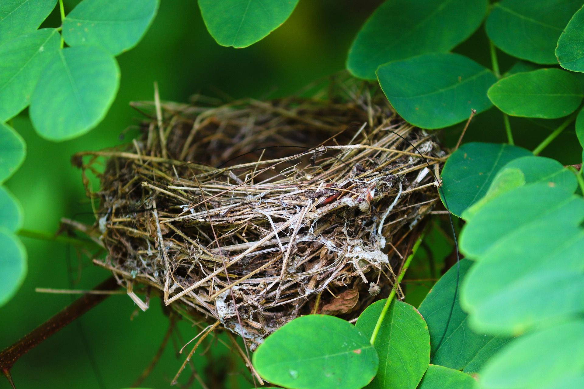 nest-5525206_1920.jpg