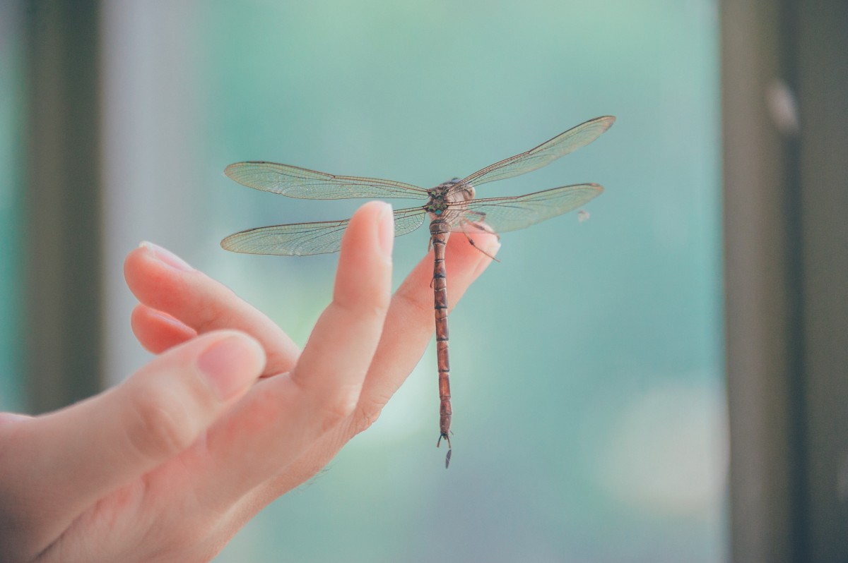 Libellula.jpg