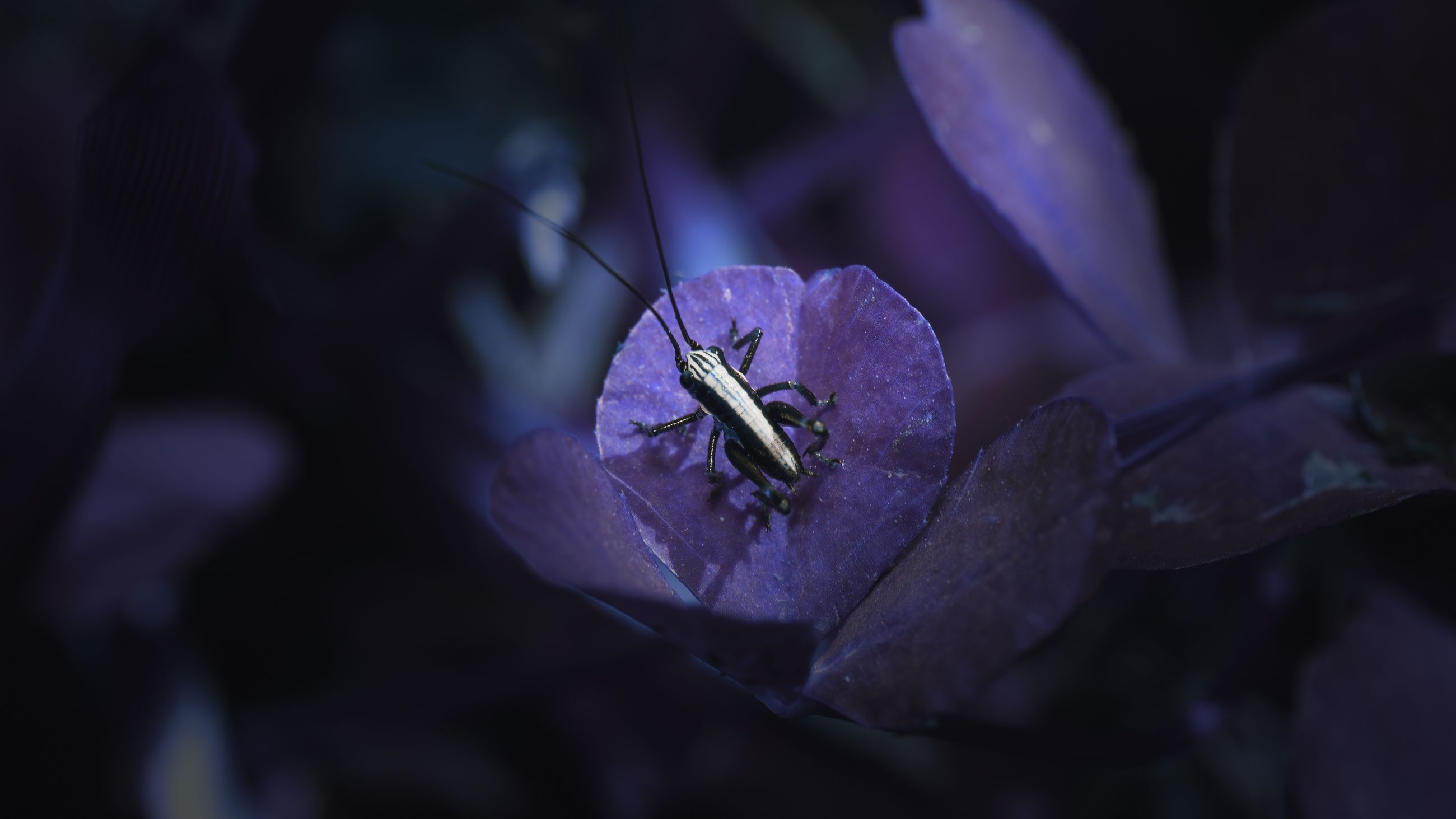 3 purple.jpg