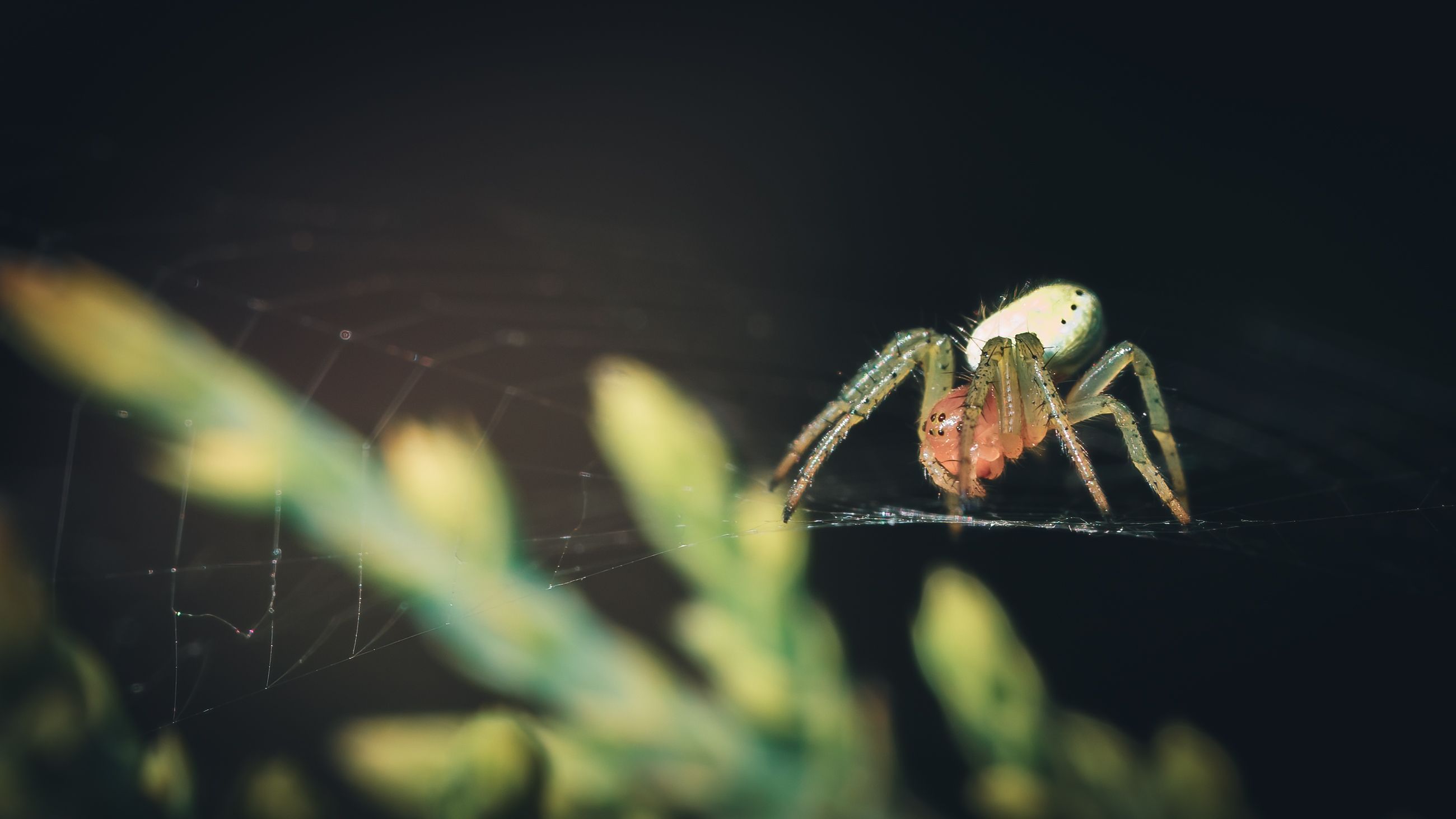 2 spider1.jpg