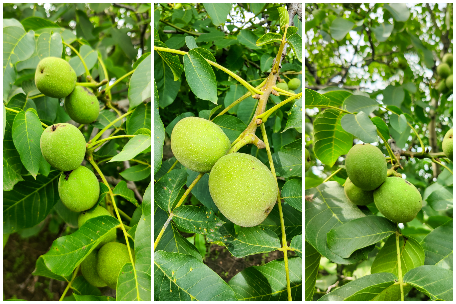11 walnuts.png
