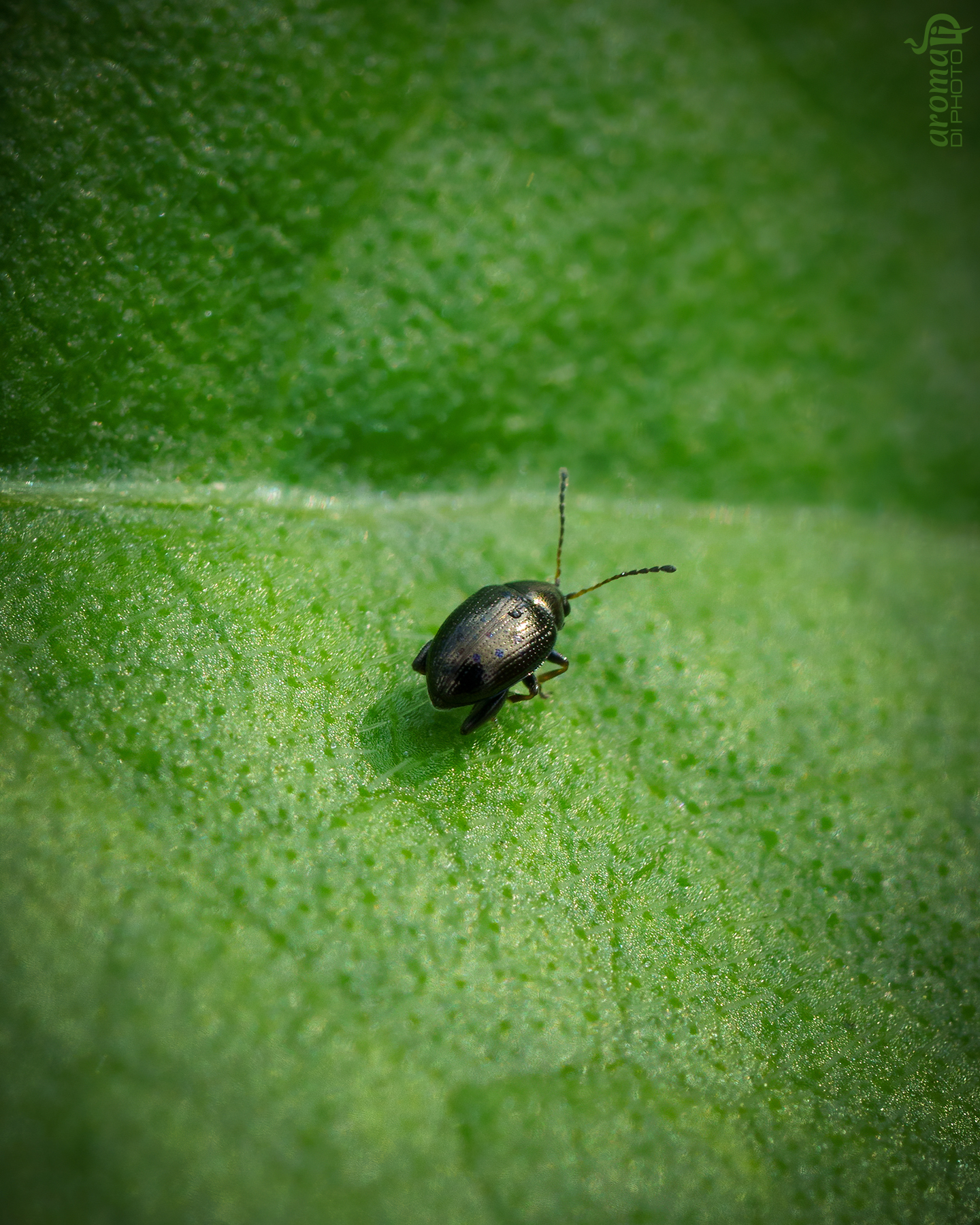 tiny3.JPG