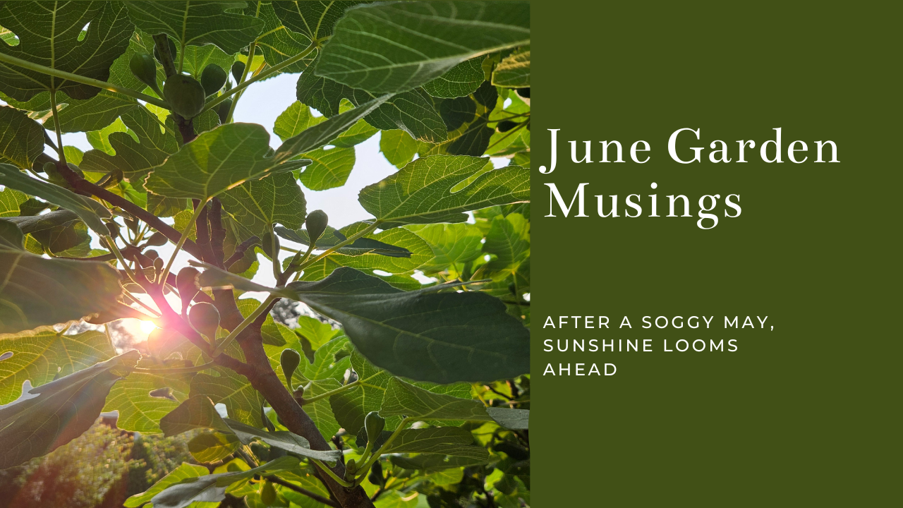 June Garden Journal 2025.png