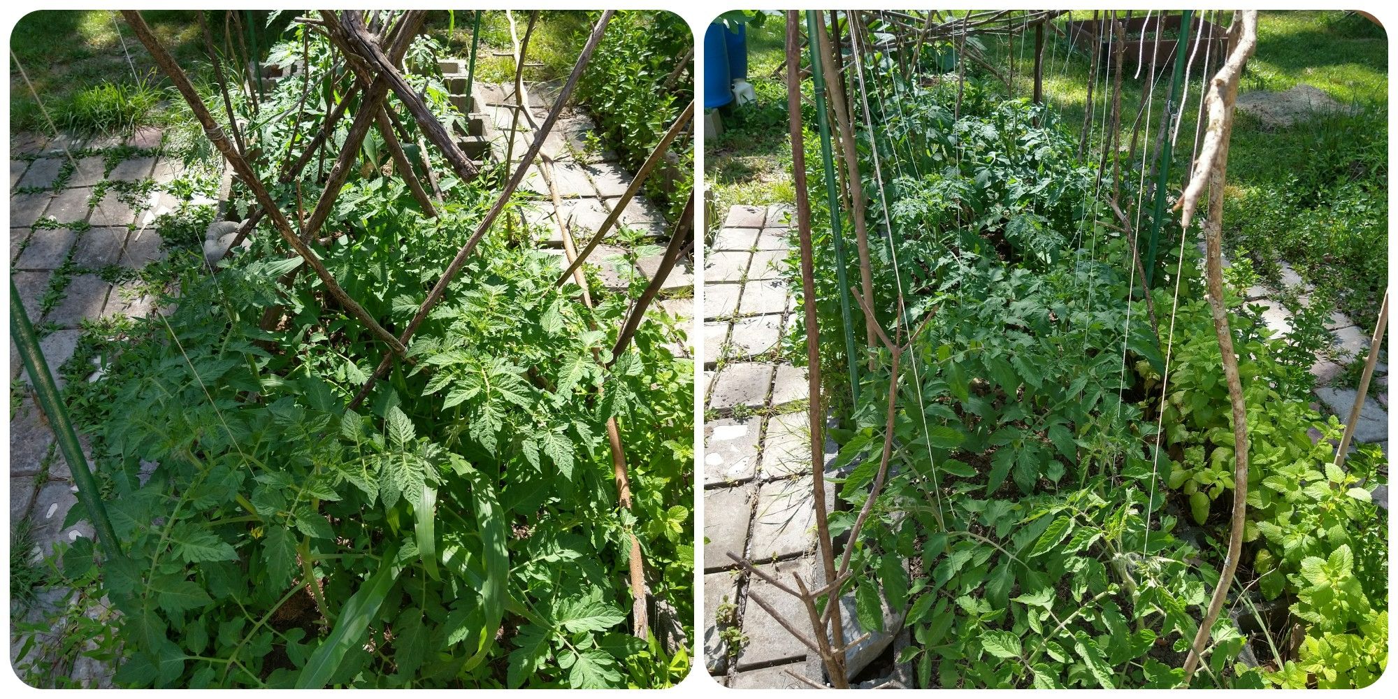 Tomatoes June 23.jpg