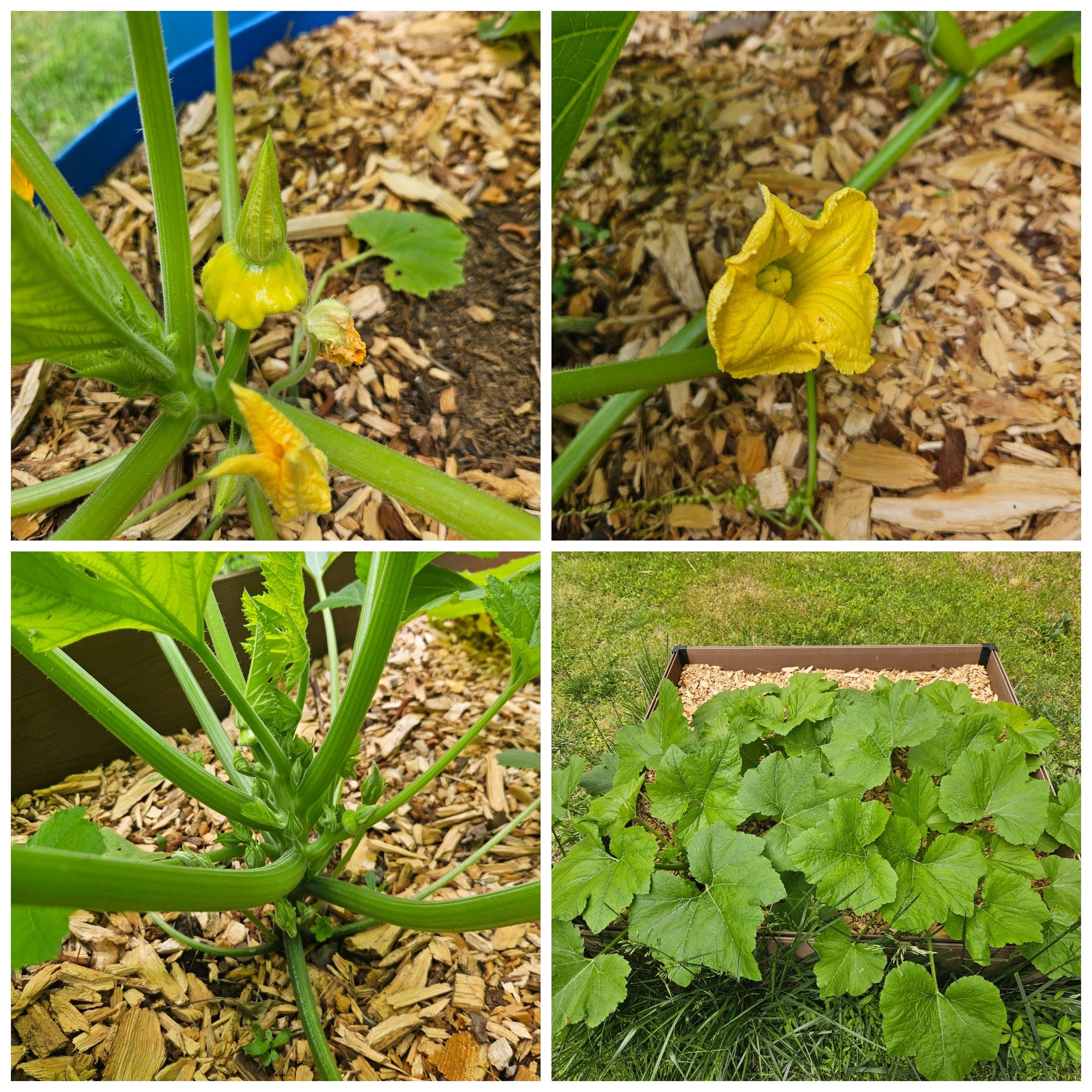 Squash May 2025.jpg