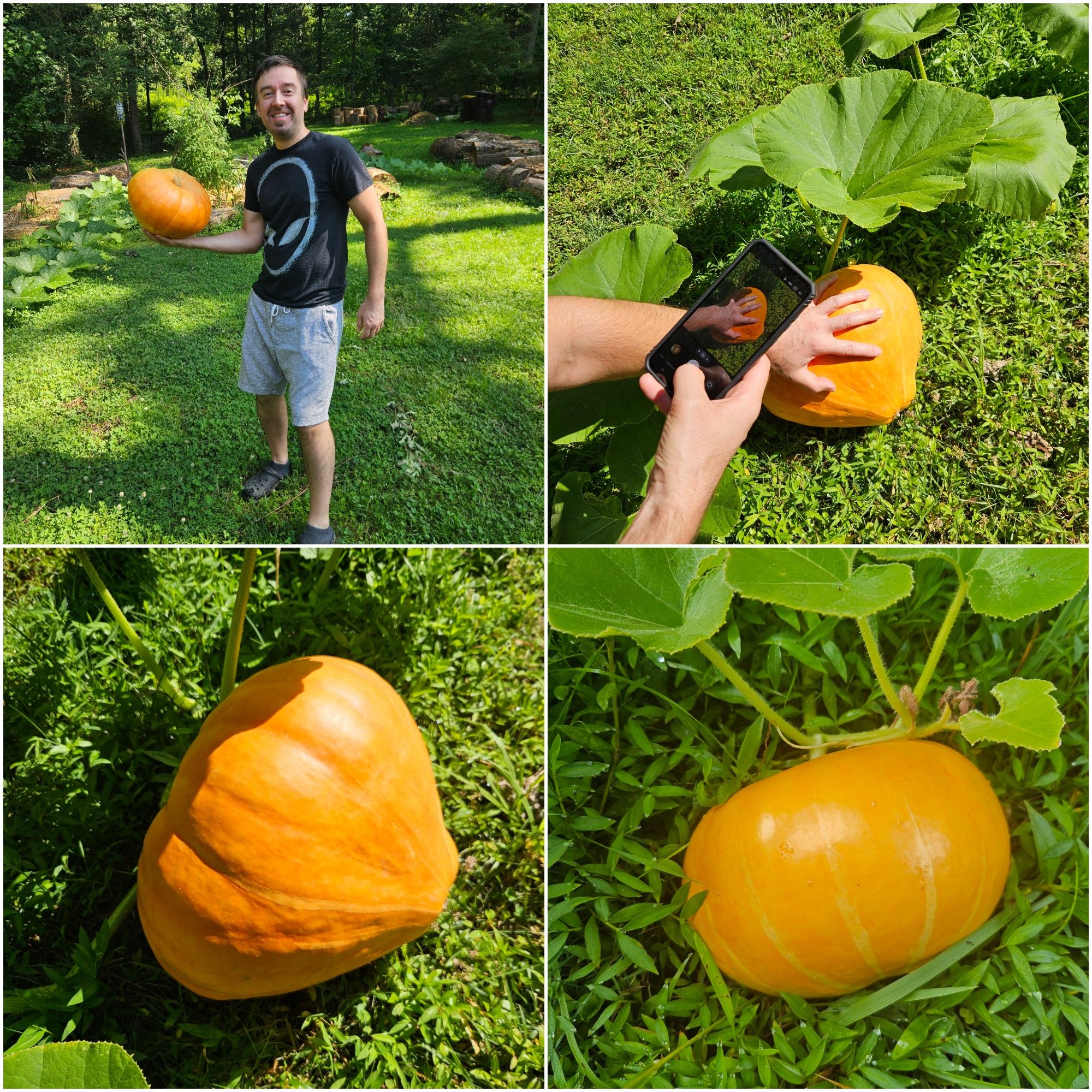 Pumpkins 2025.jpg