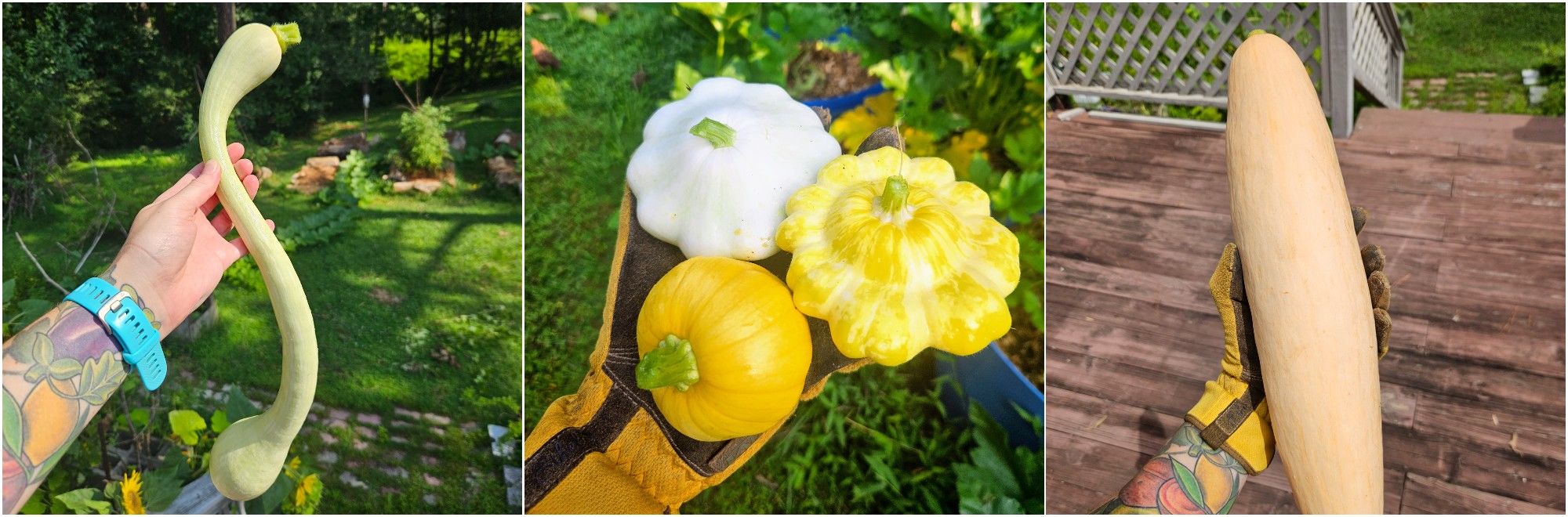 Squash July 2025.jpg
