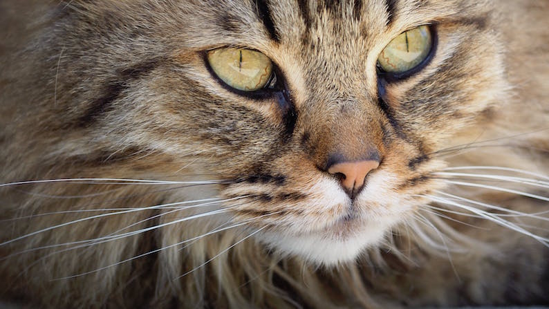cat-portrait-kitten-cute-128884.jpg