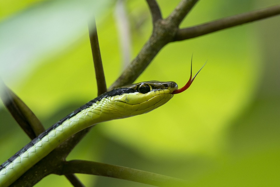 snake-7161713_960_720.jpg