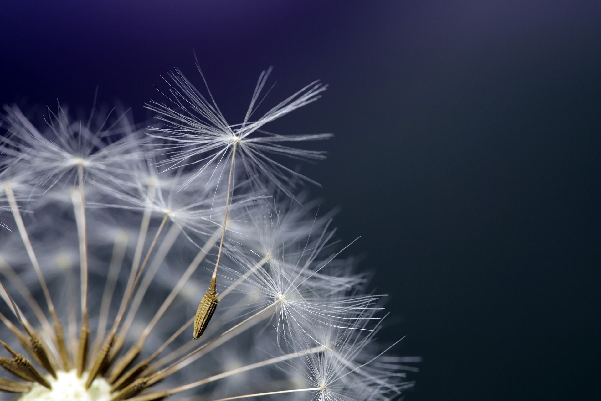 dandelion-4222684_1920.jpg