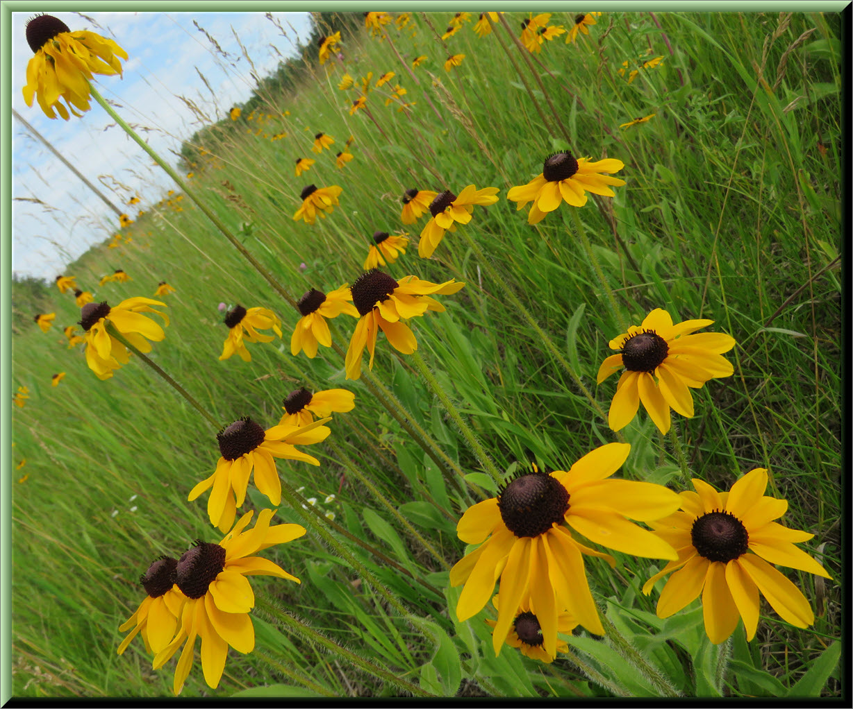 close up stand of black eyed susans.JPG