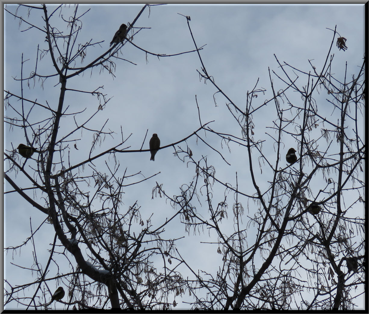 7 grosbeaks sitting in maple tree.JPG