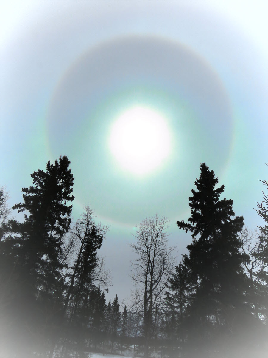 colorful rings around sun over tree silhouettes.JPG